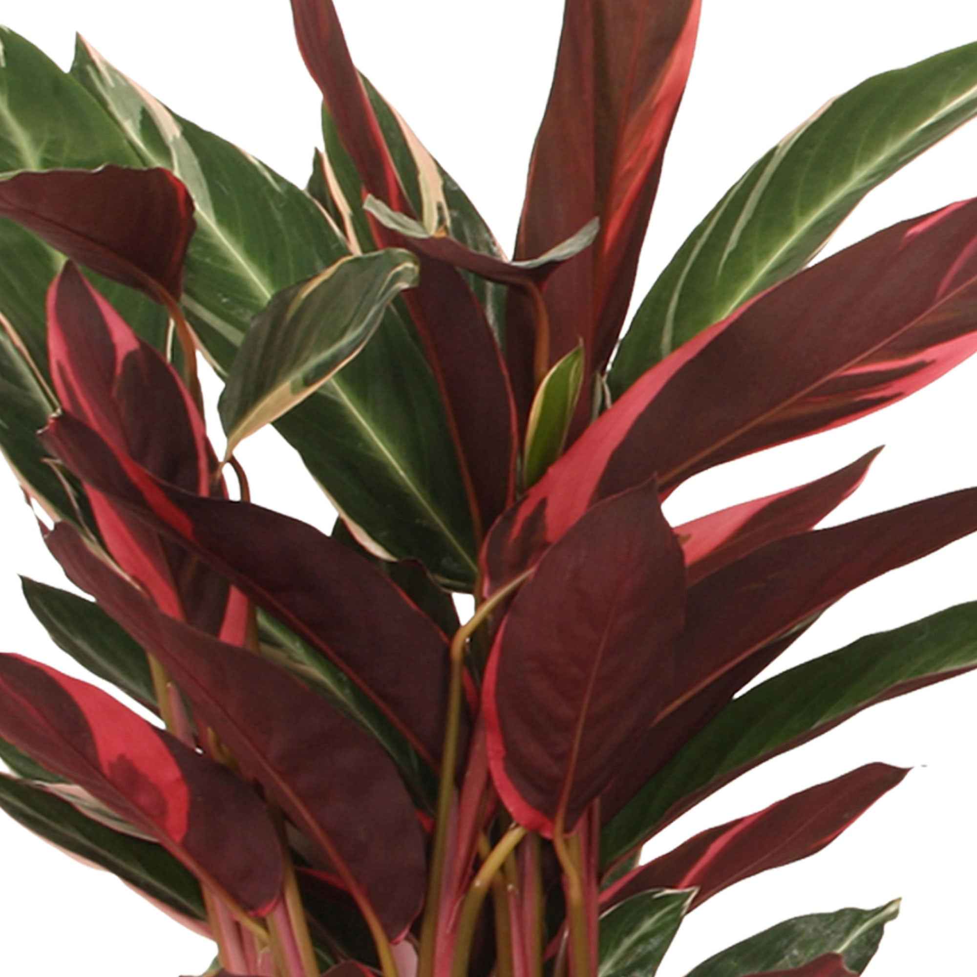 Stromanthe 'Triostar' - Image 3
