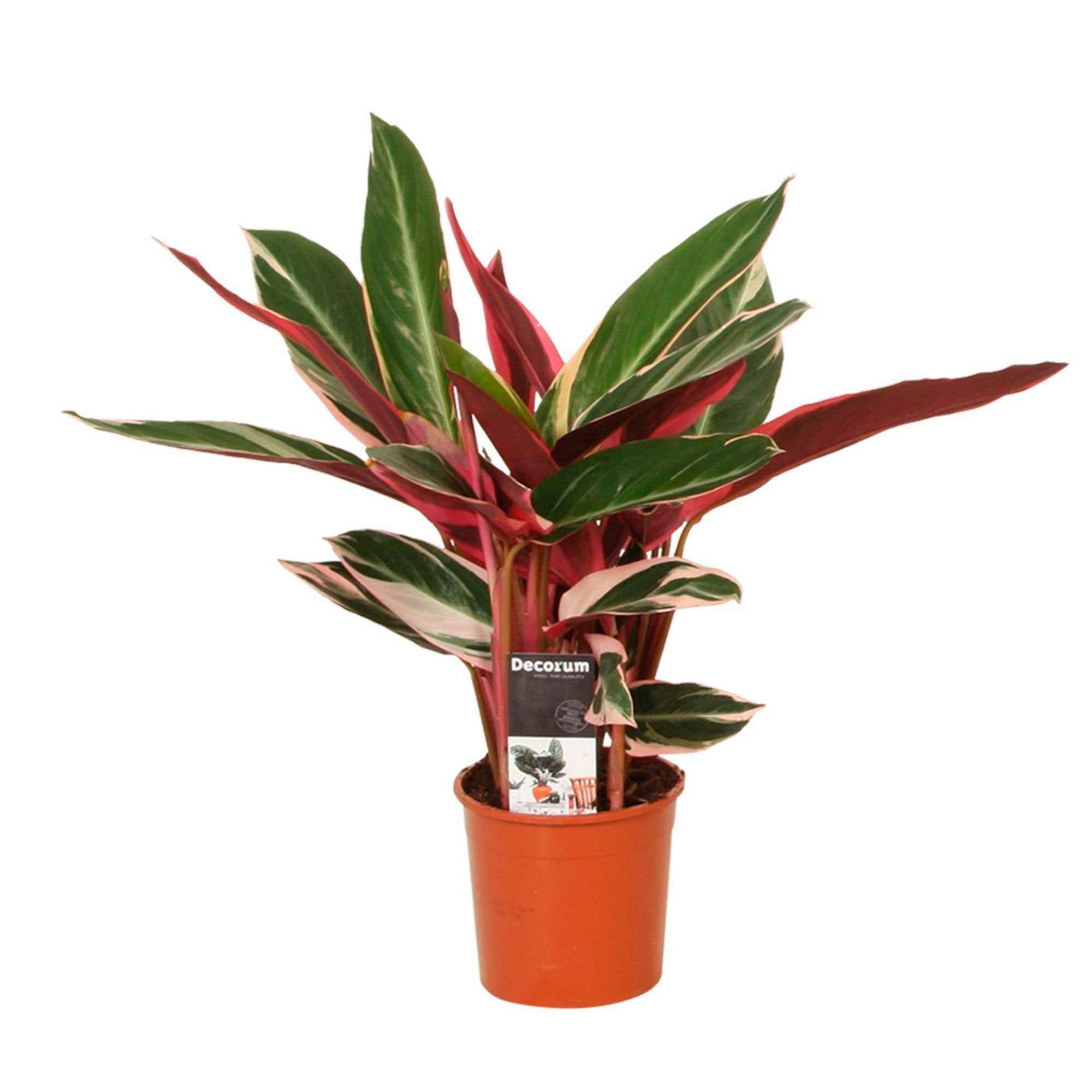 Stromanthe 'Triostar' - Image 4