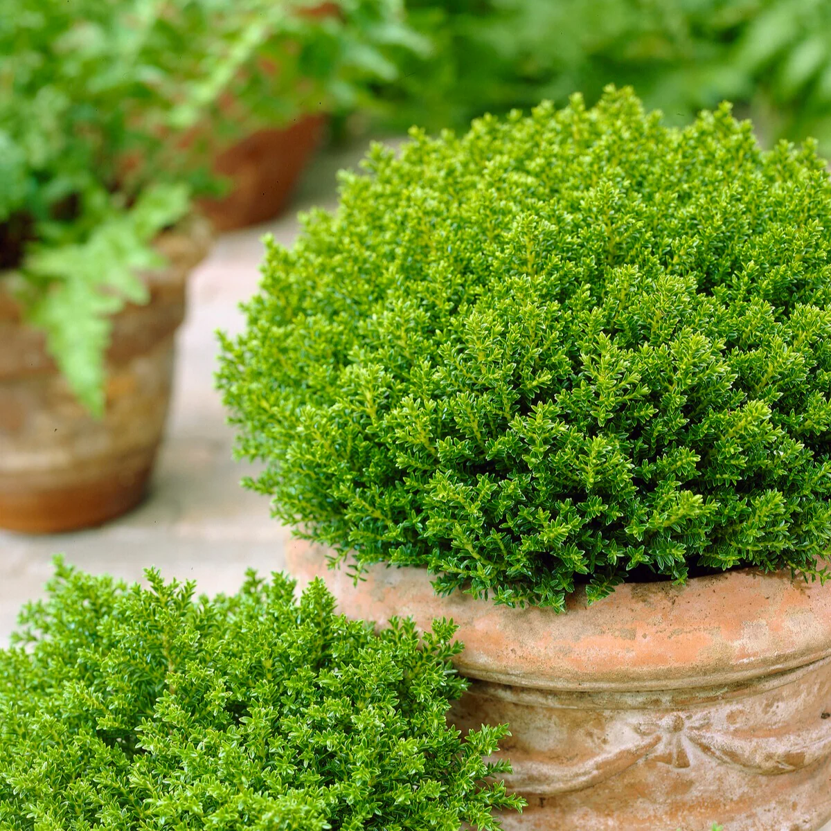 Struik veronica  'Emerald Green'