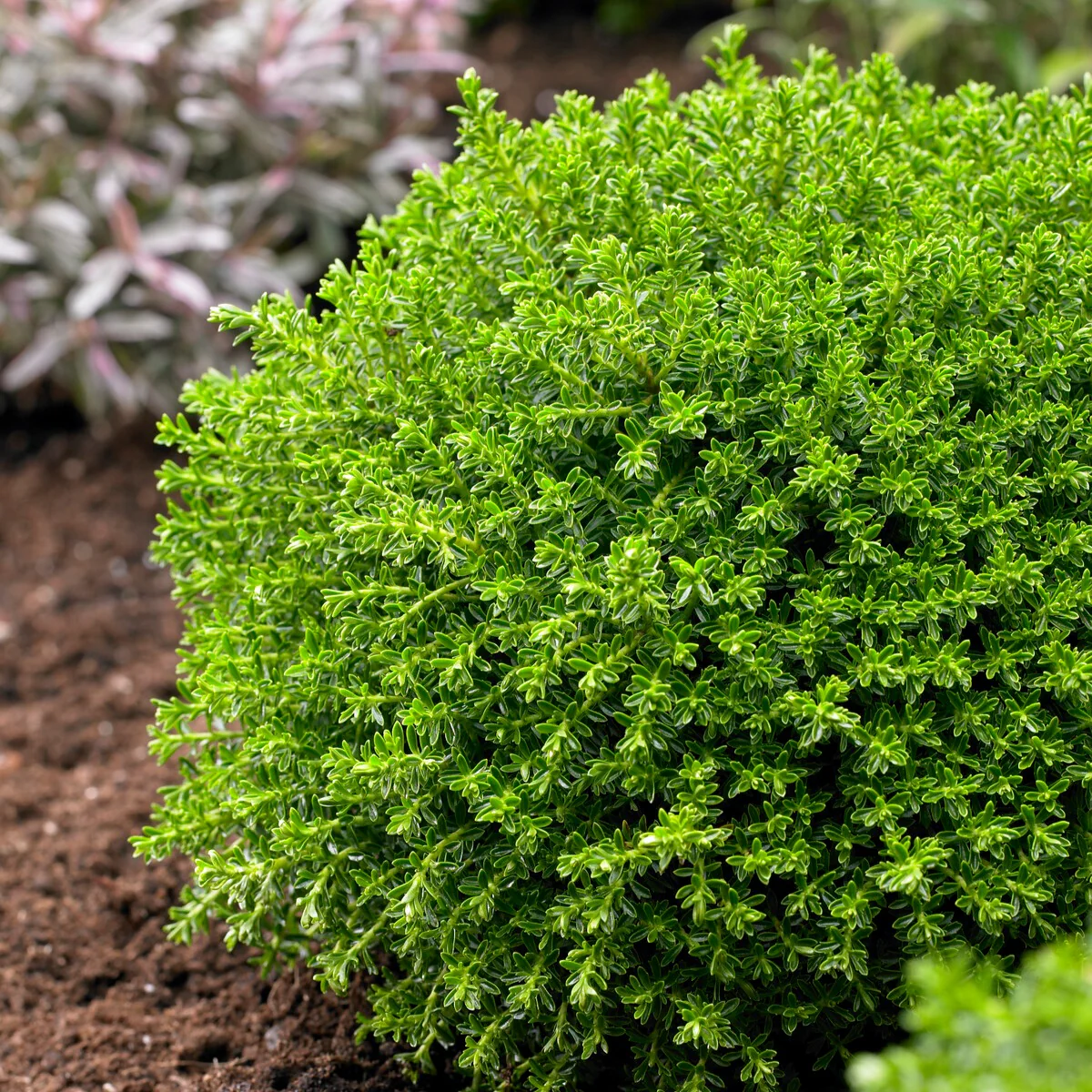 Struik veronica  'Emerald Green' - Image 2