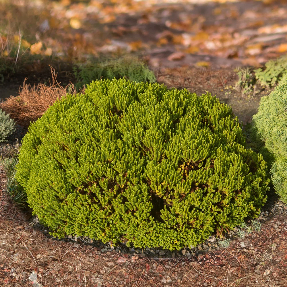 Struik veronica  'Emerald Green' - Image 3