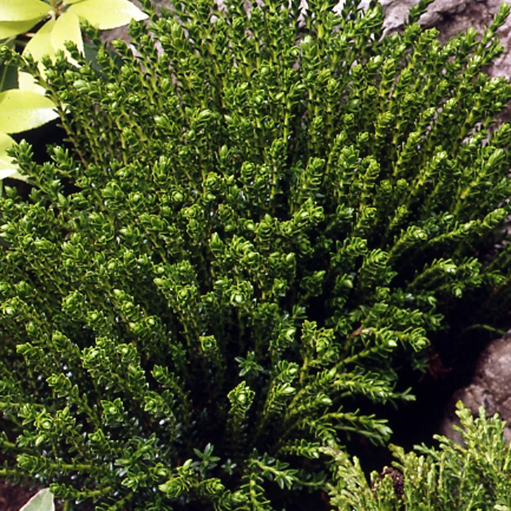 Struik veronica  'Emerald Green' - Image 4