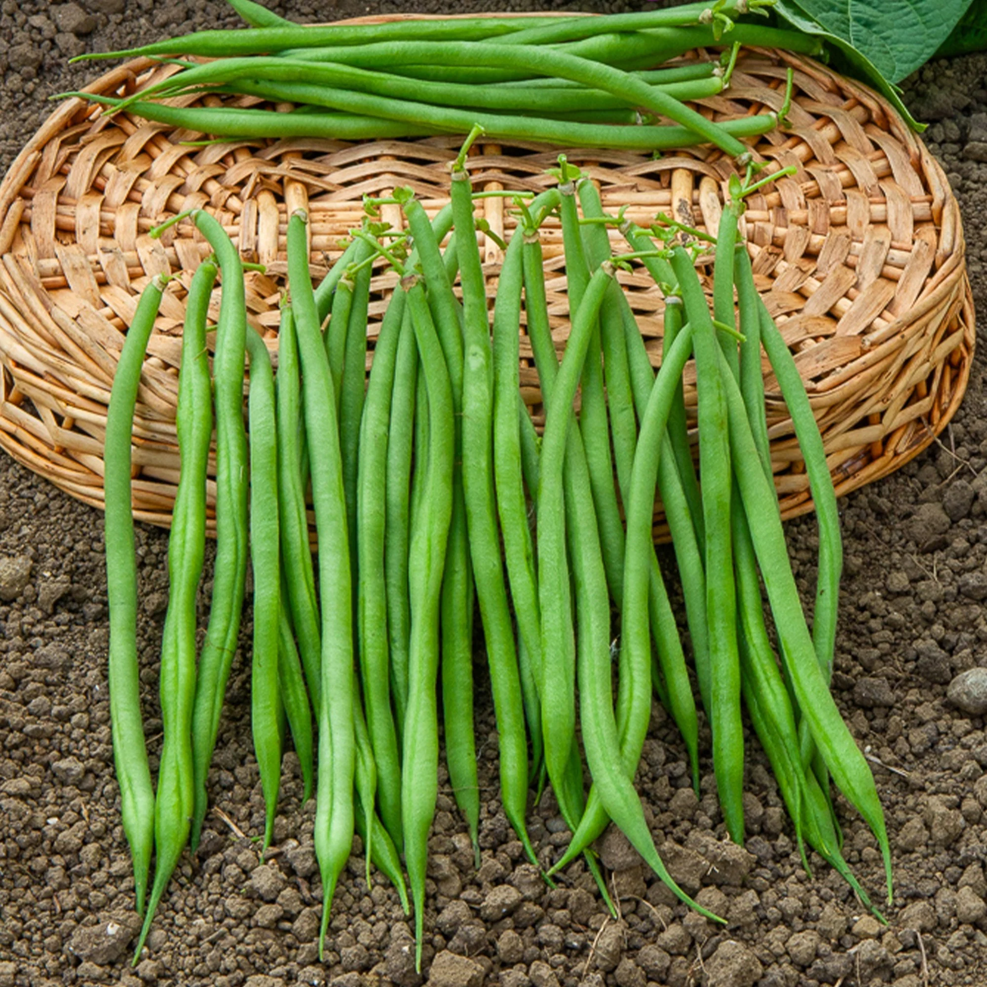 Struikboon