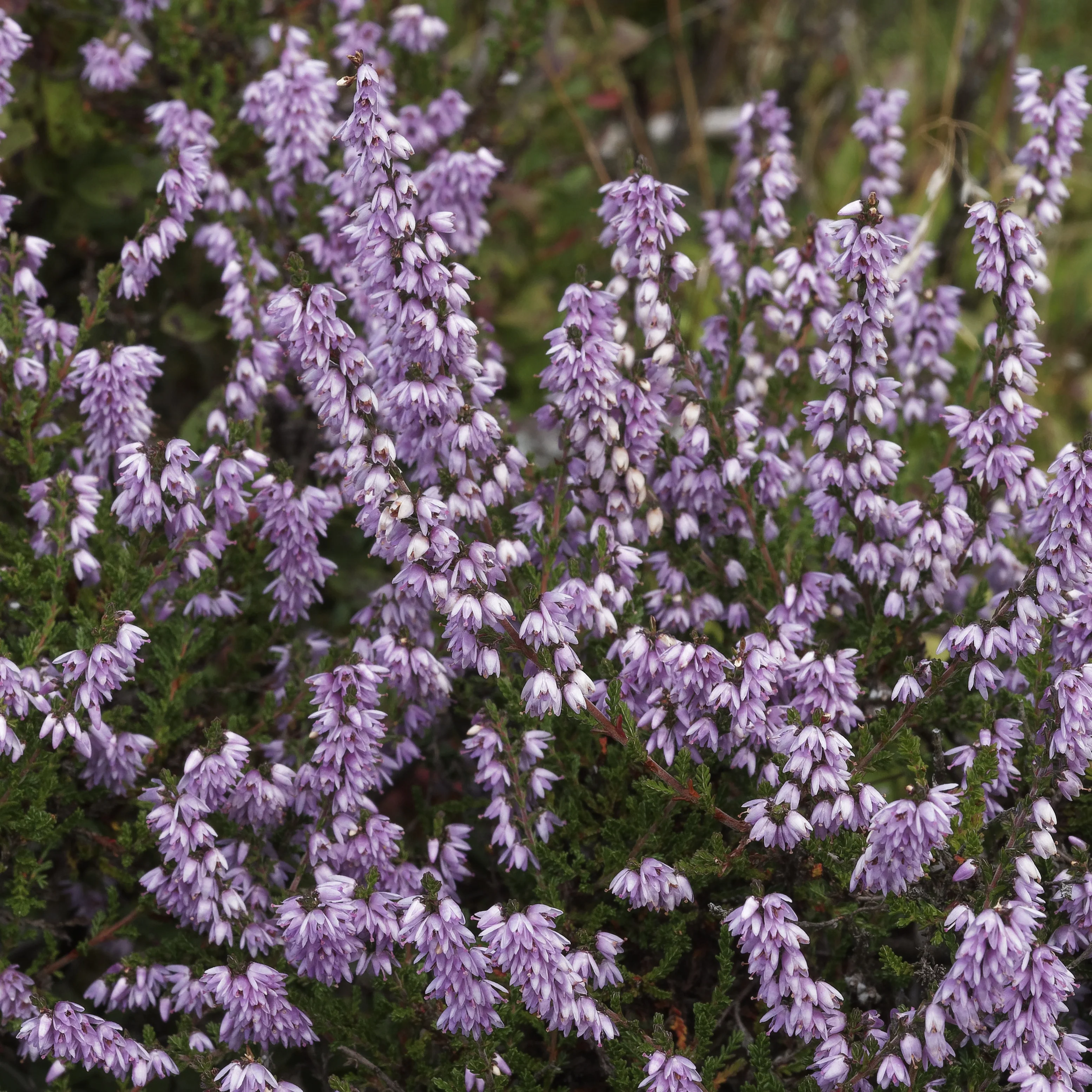 Struikheide 'Allegro'