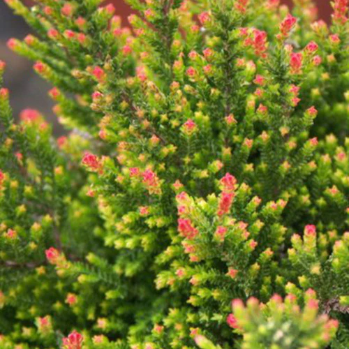 Struikheide 'Flamingo'