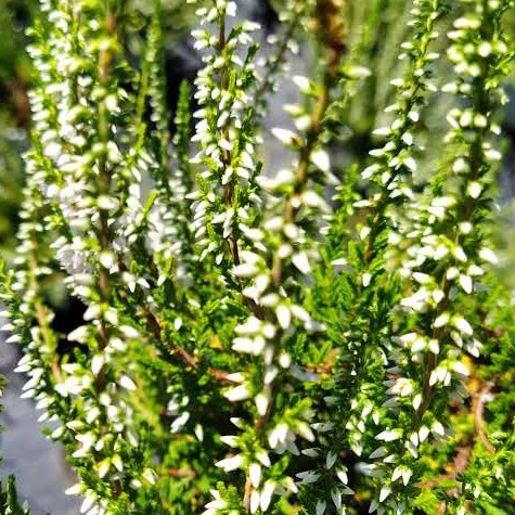 Struikheide 'Long White'
