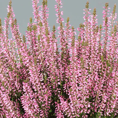 Struikheide 'Pink Bettina