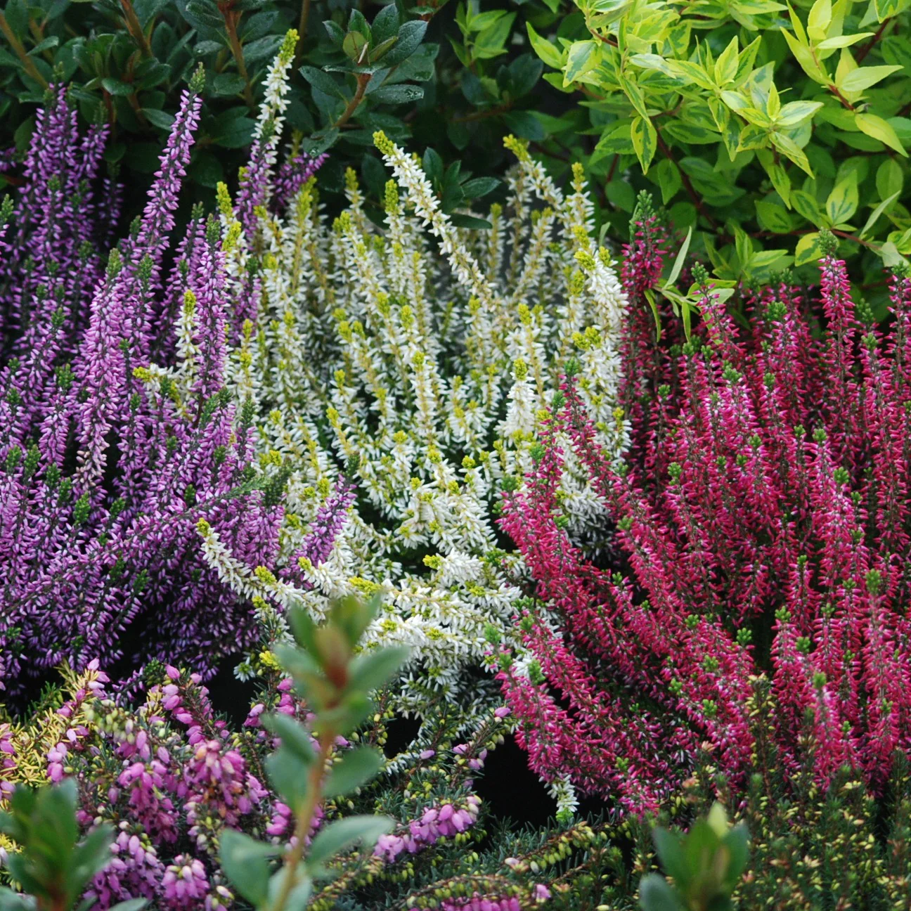 Struikheide - rood + roze + geel (x6)