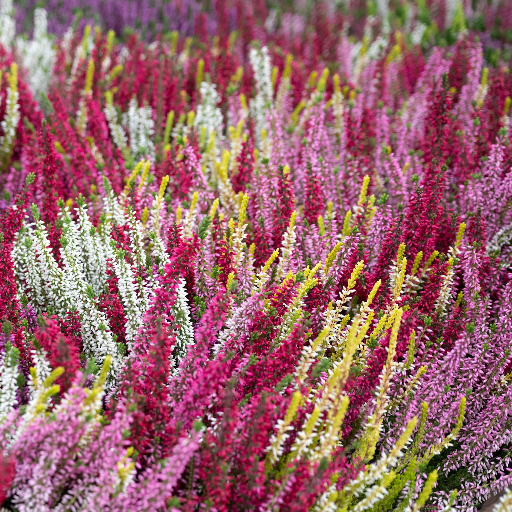 Struikheide - rood + roze + geel (x6) - Image 2