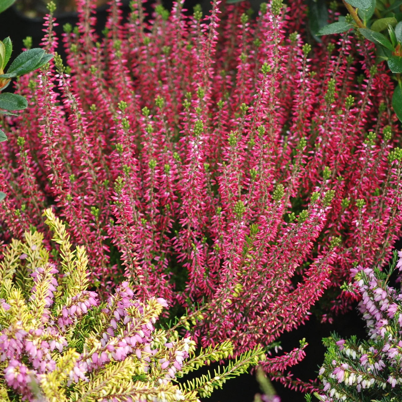 Struikheide - rood + roze + geel (x6) - Image 3