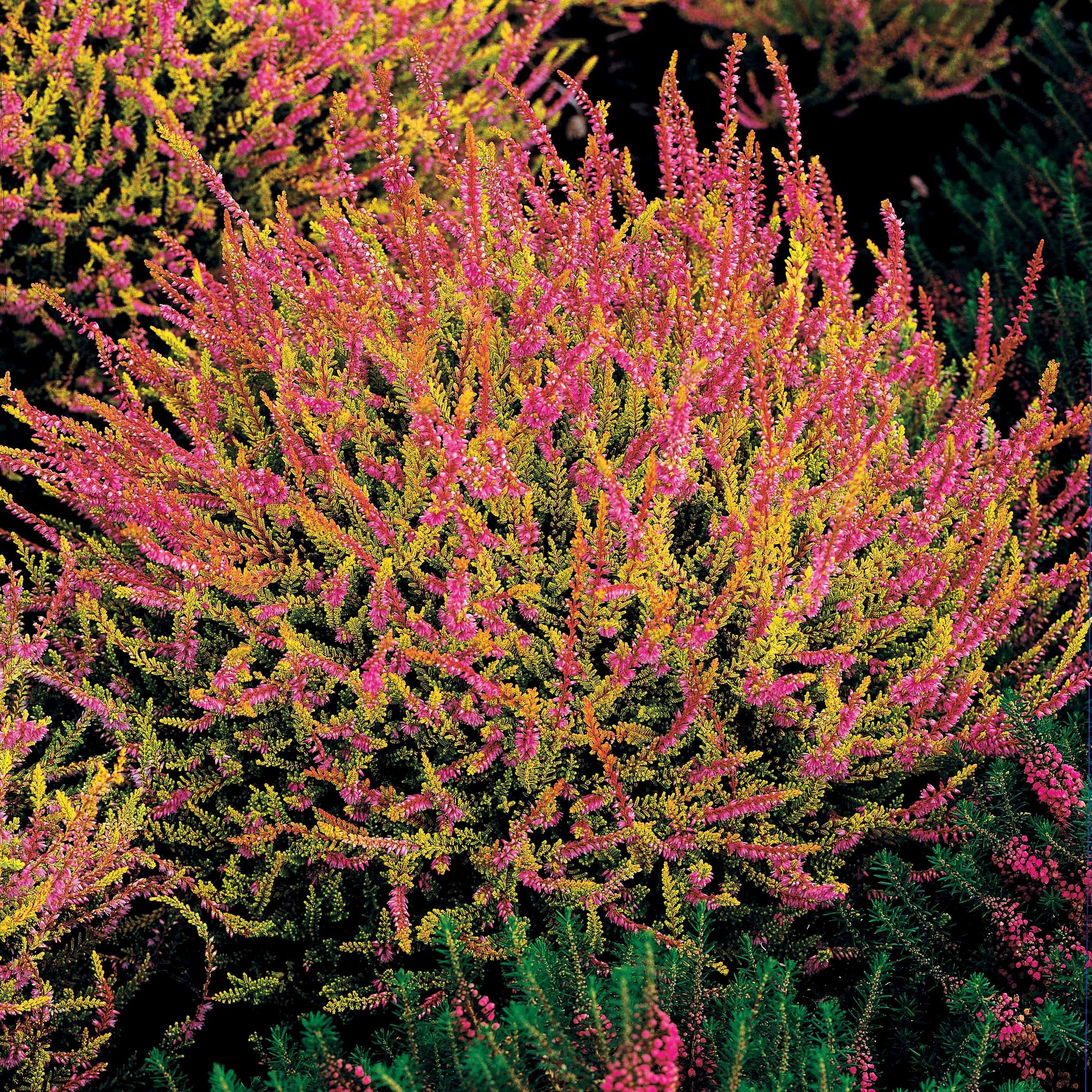 Struikheide - rood + roze + geel (x6) - Image 5