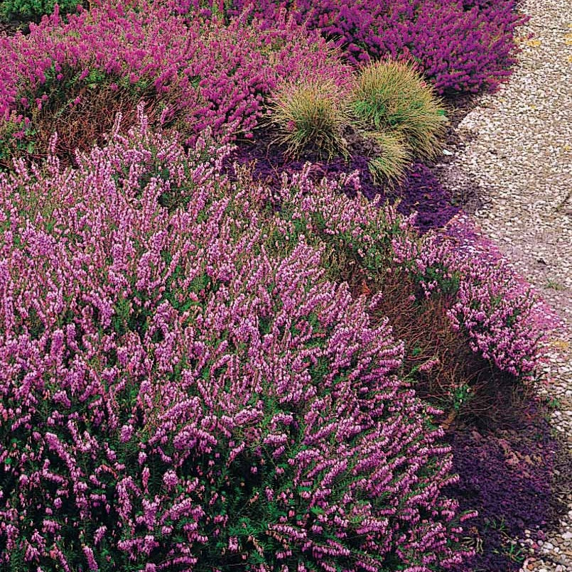 Struikheide - rood + roze + geel (x6) - Image 6