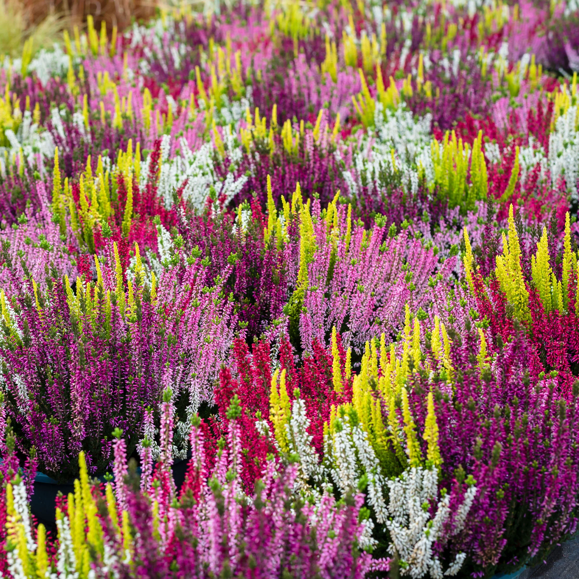 Struikheide - rood + roze + geel (x6) - Image 7