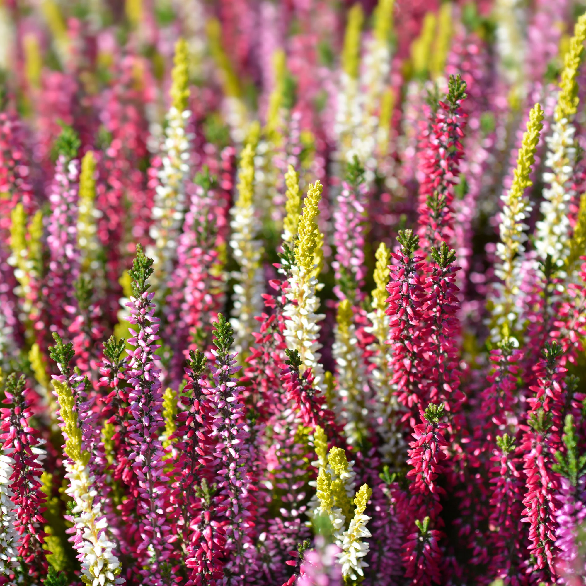 Struikheide - rood + roze + geel (x6) - Image 8