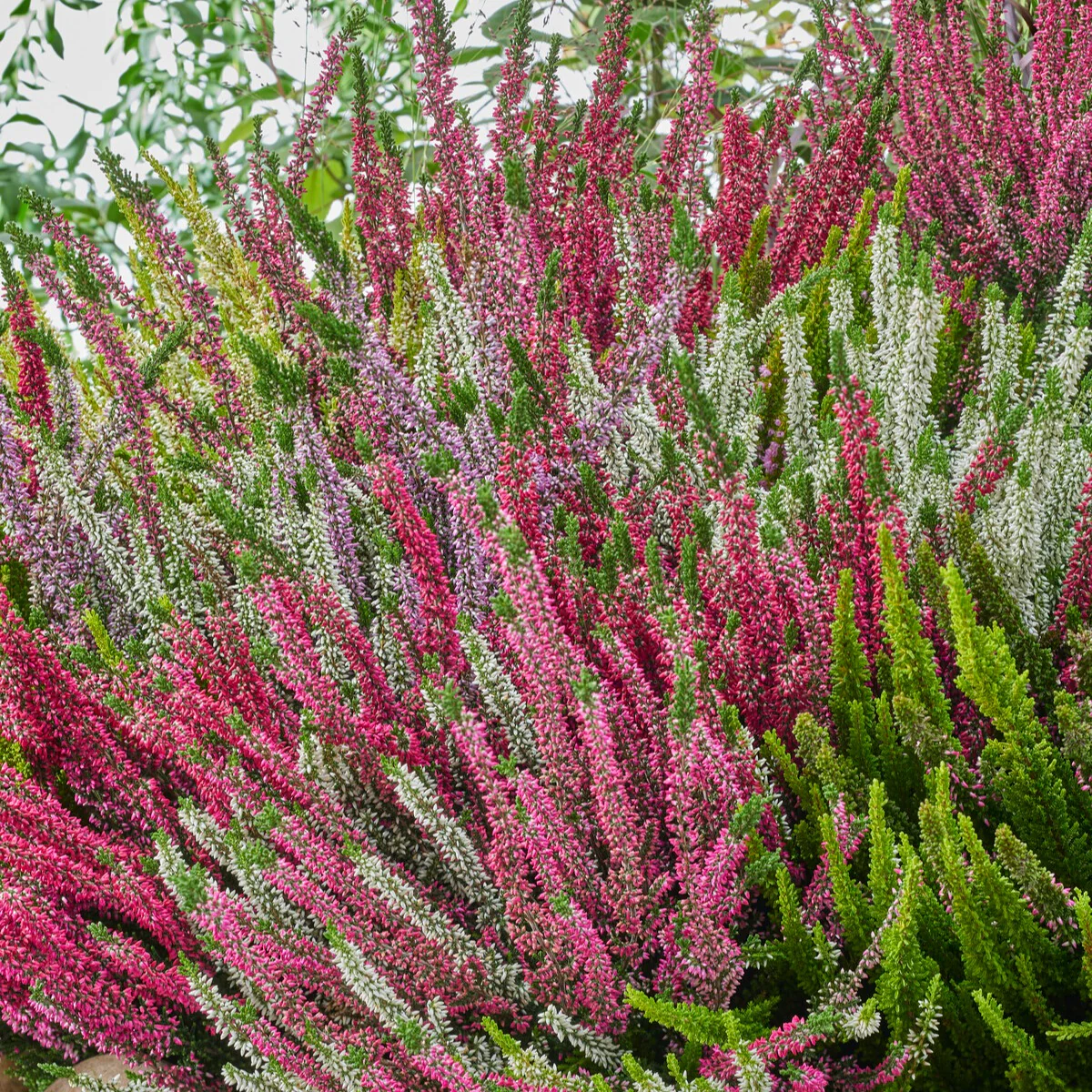 Struikheide - rood + wit + roze (x3) - Image 2