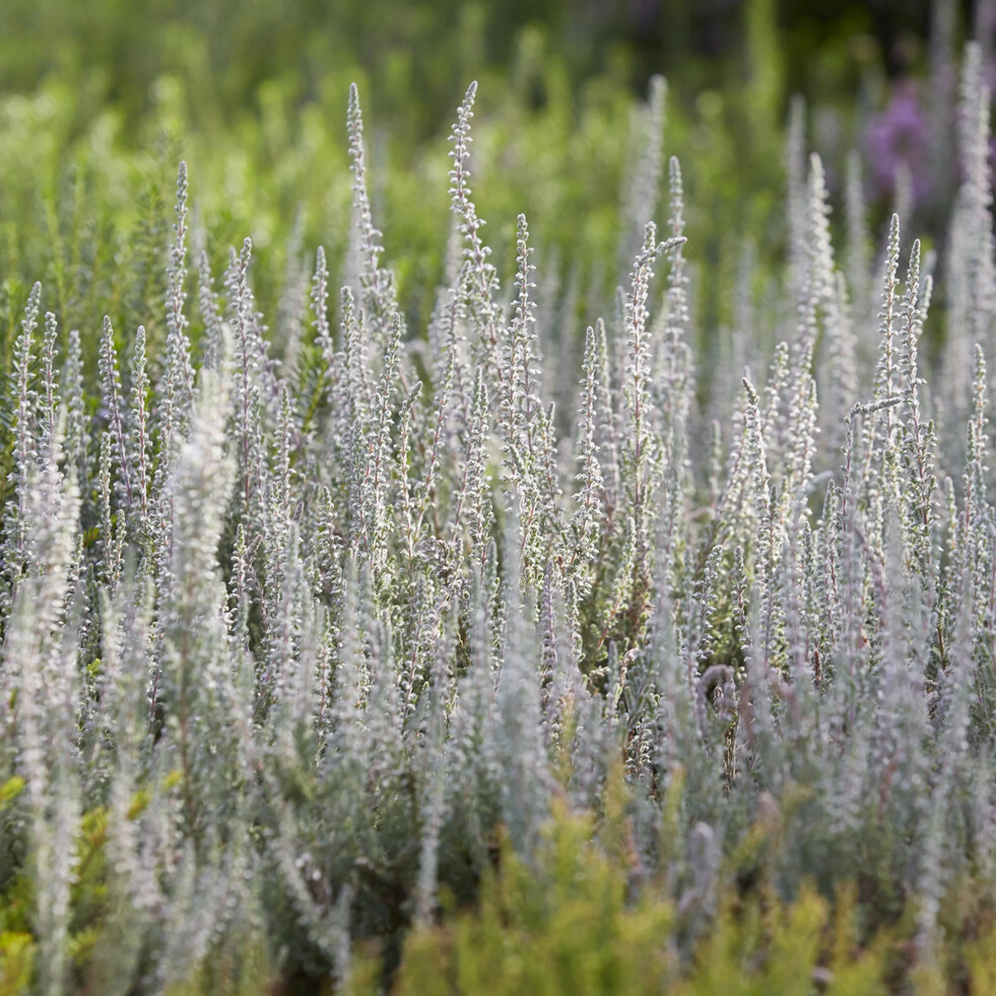 Struikheide 'Silver Knight'