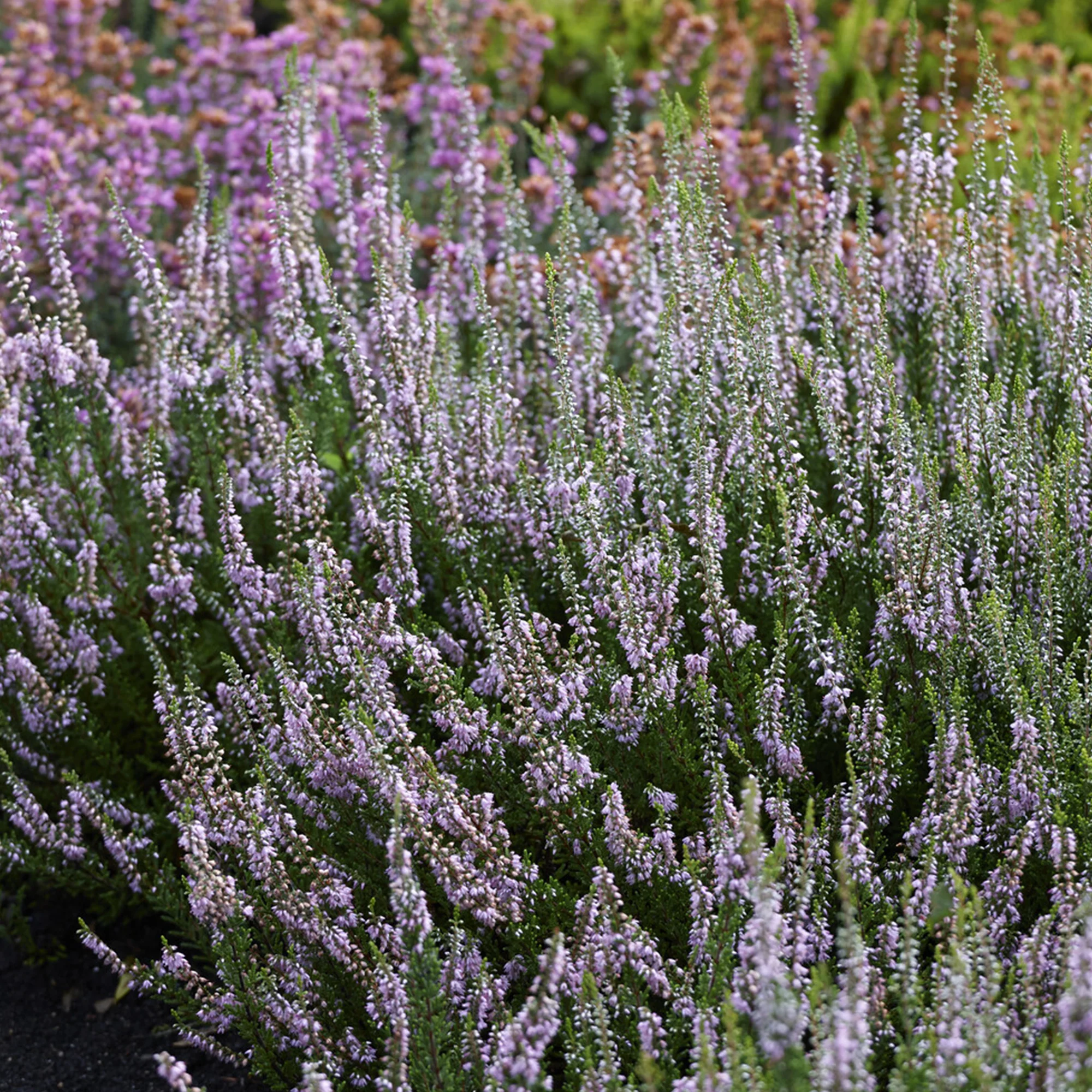 Struikheide 'Spring Torch'