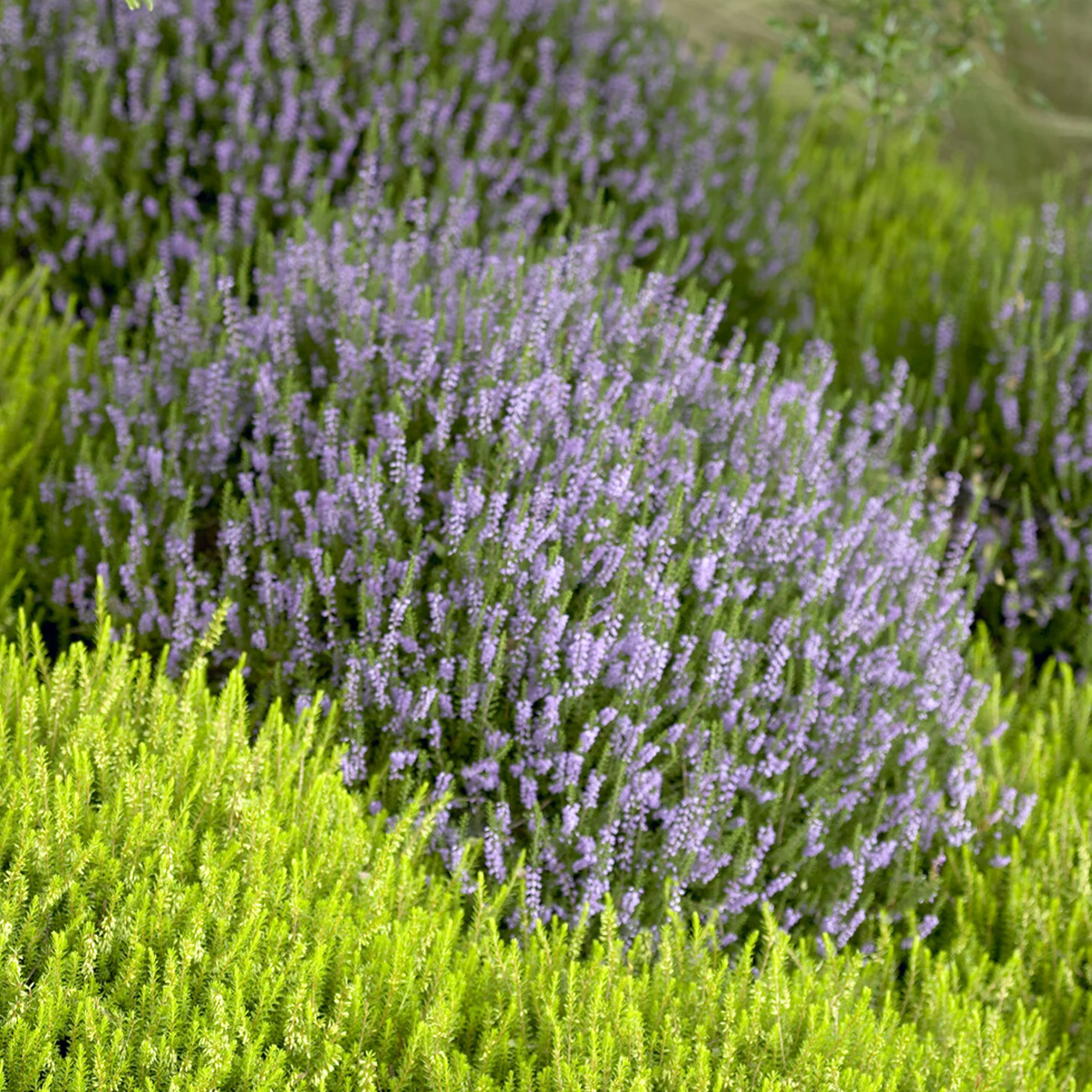 Struikheide 'Spring Torch' - Image 2