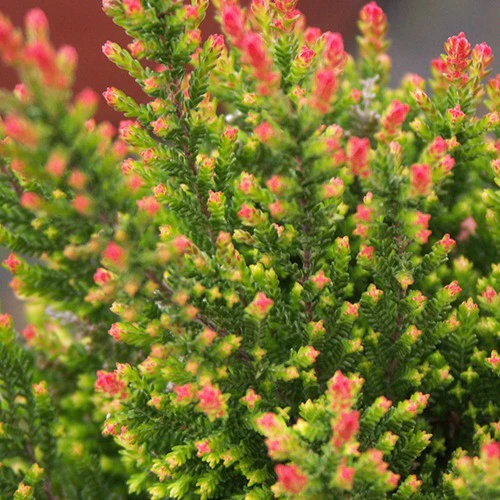Struikheide 'Spring Torch' - Image 3