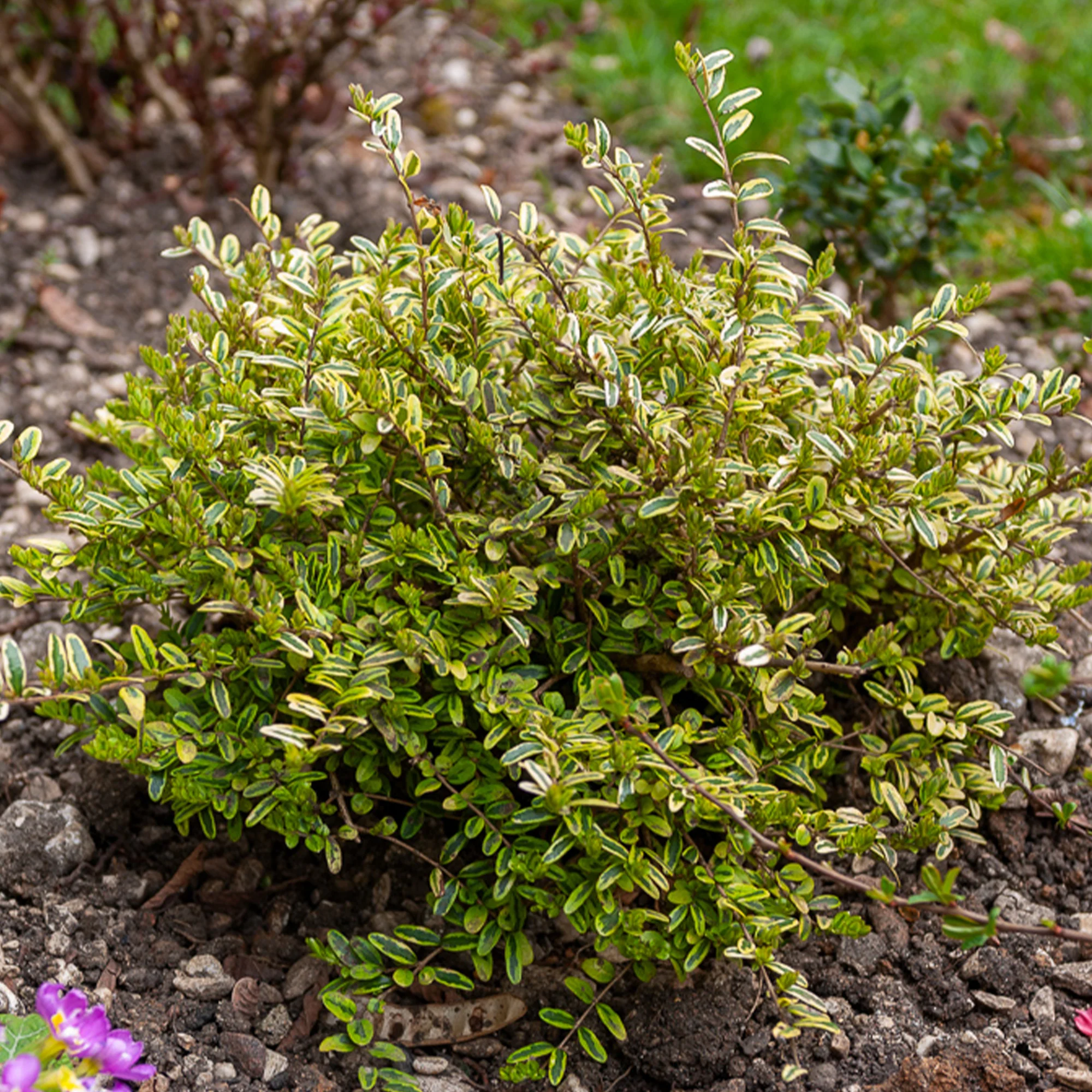 Struikkamperfoelie 'Lemon Beauty'