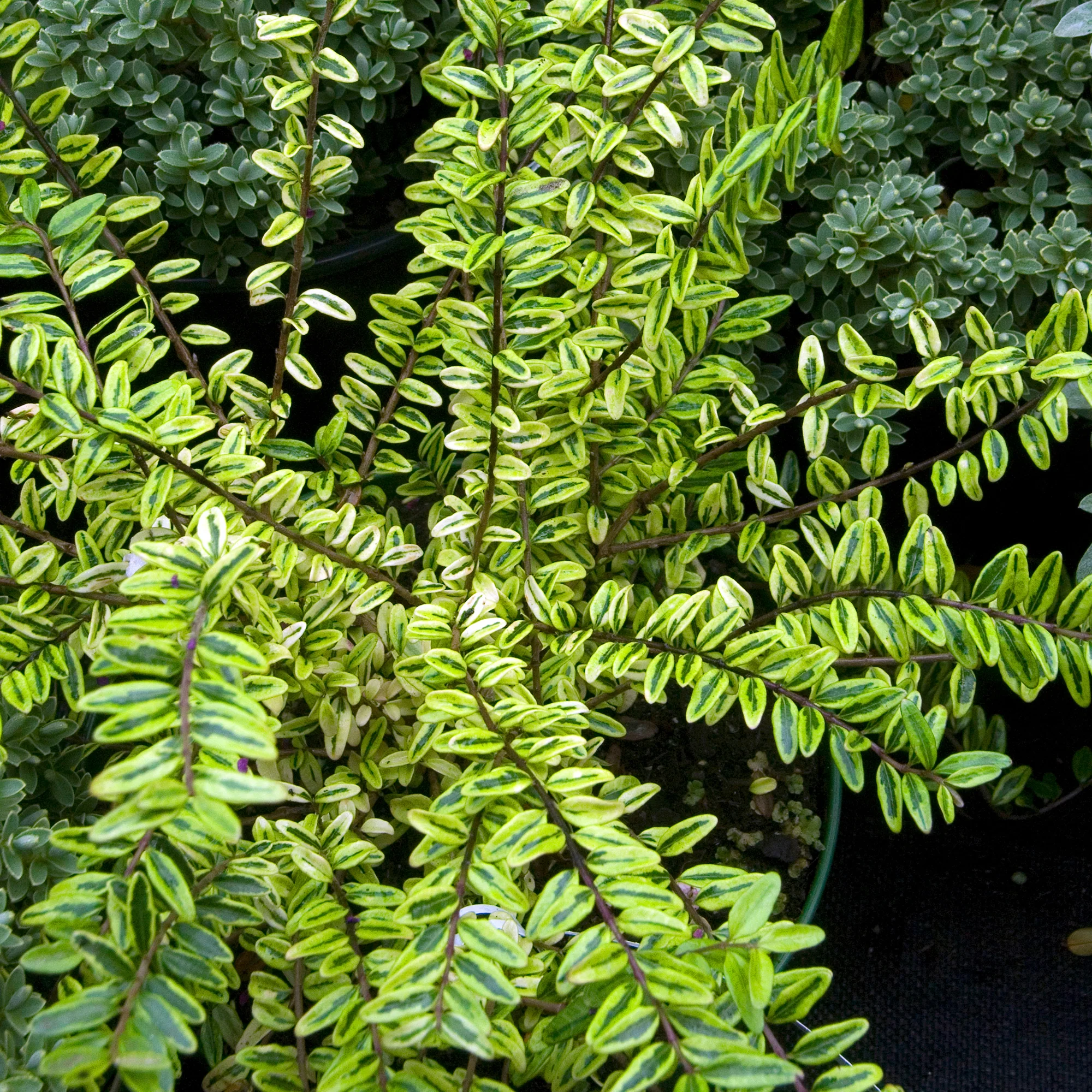 Struikkamperfoelie 'Lemon Beauty' - Image 2