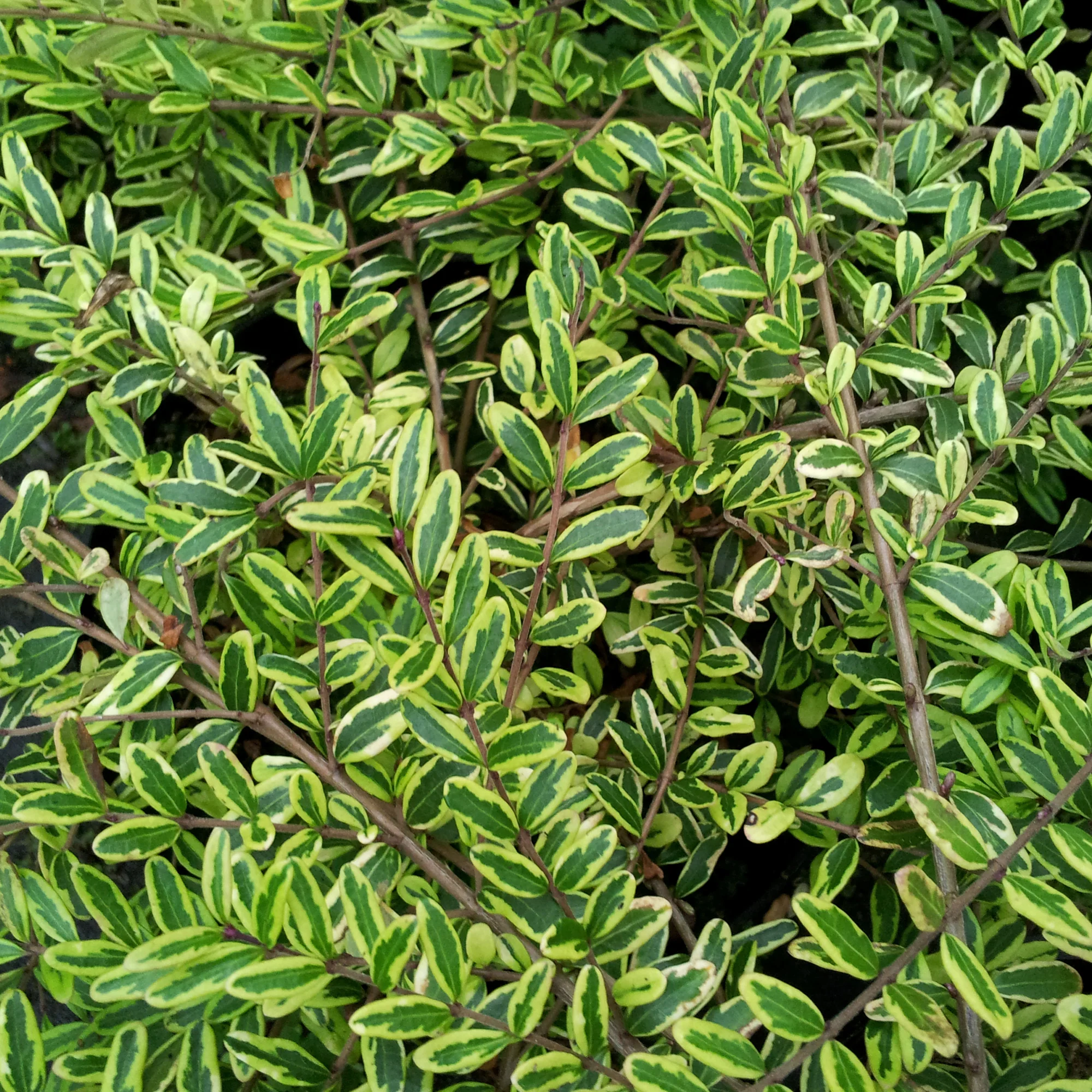Struikkamperfoelie 'Lemon Beauty' - Image 3