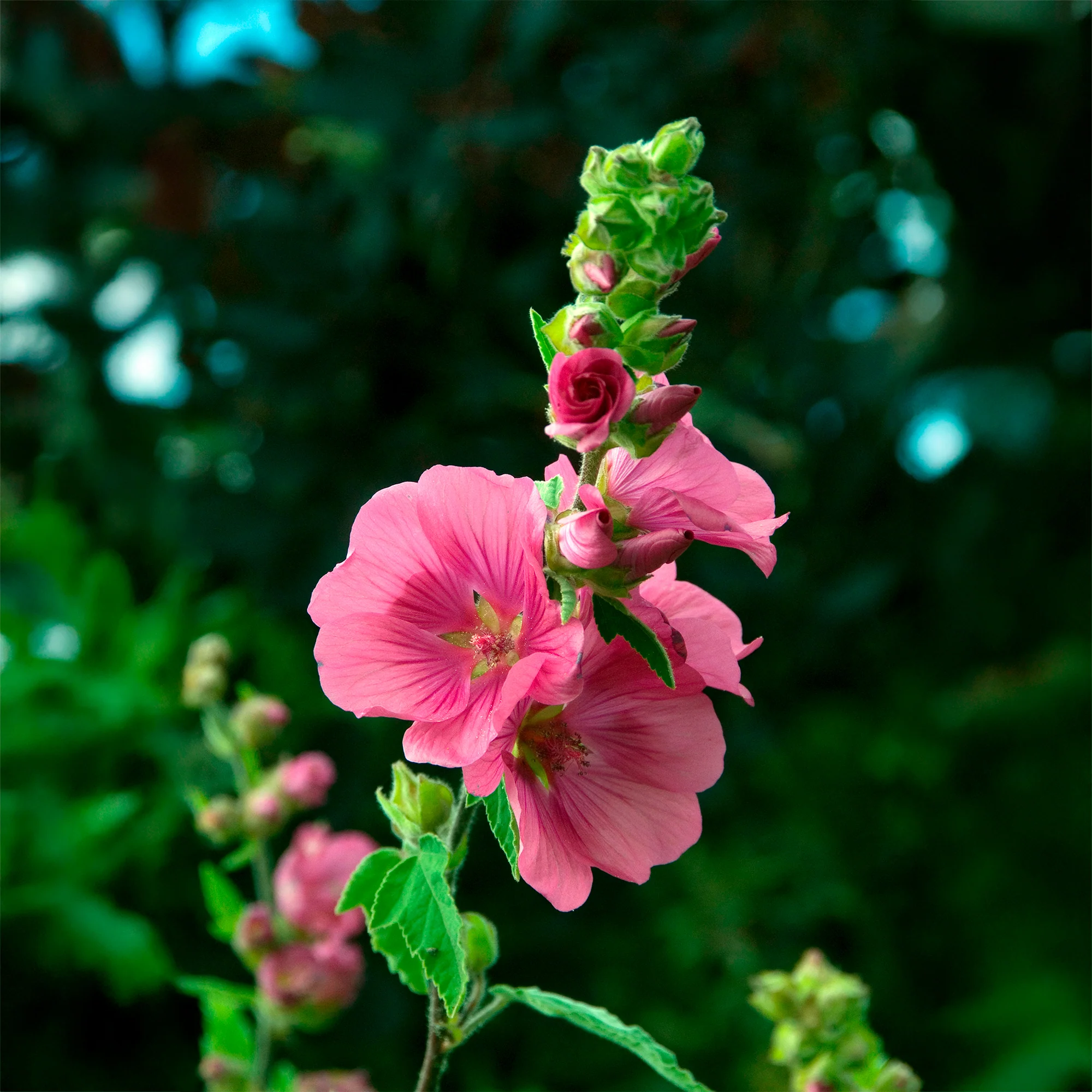 Struikmalva (x2) - Image 3