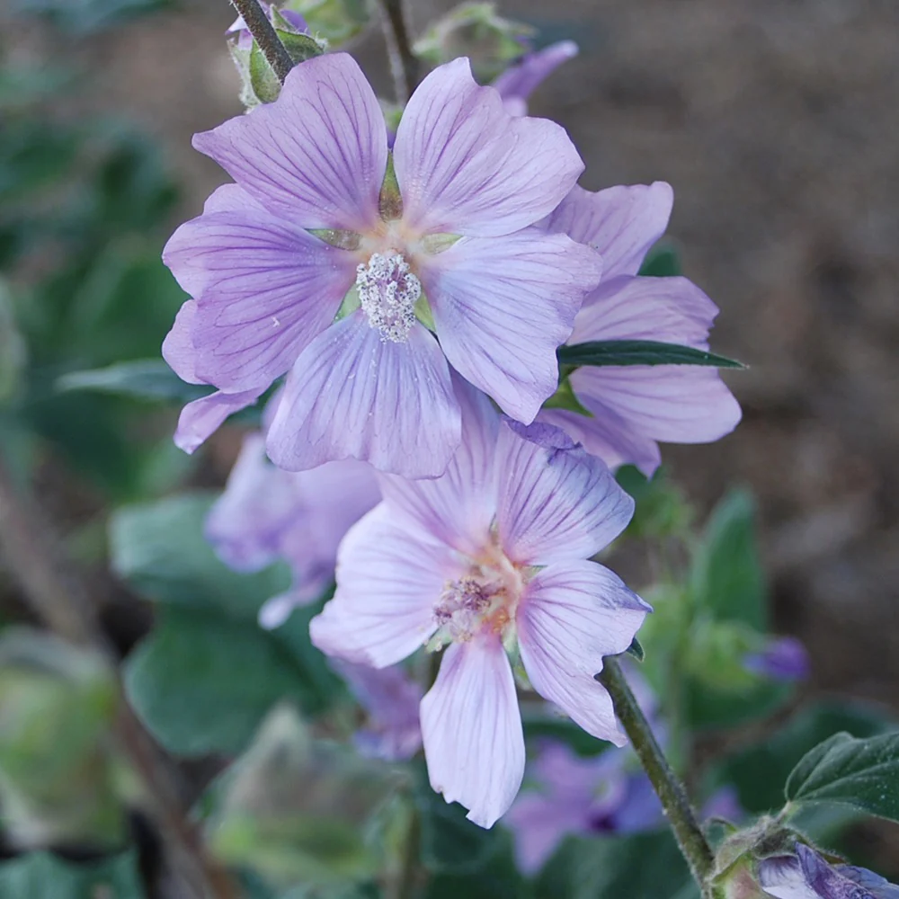 Struikmalva 'Blue Bird'® / 'Renlav'
