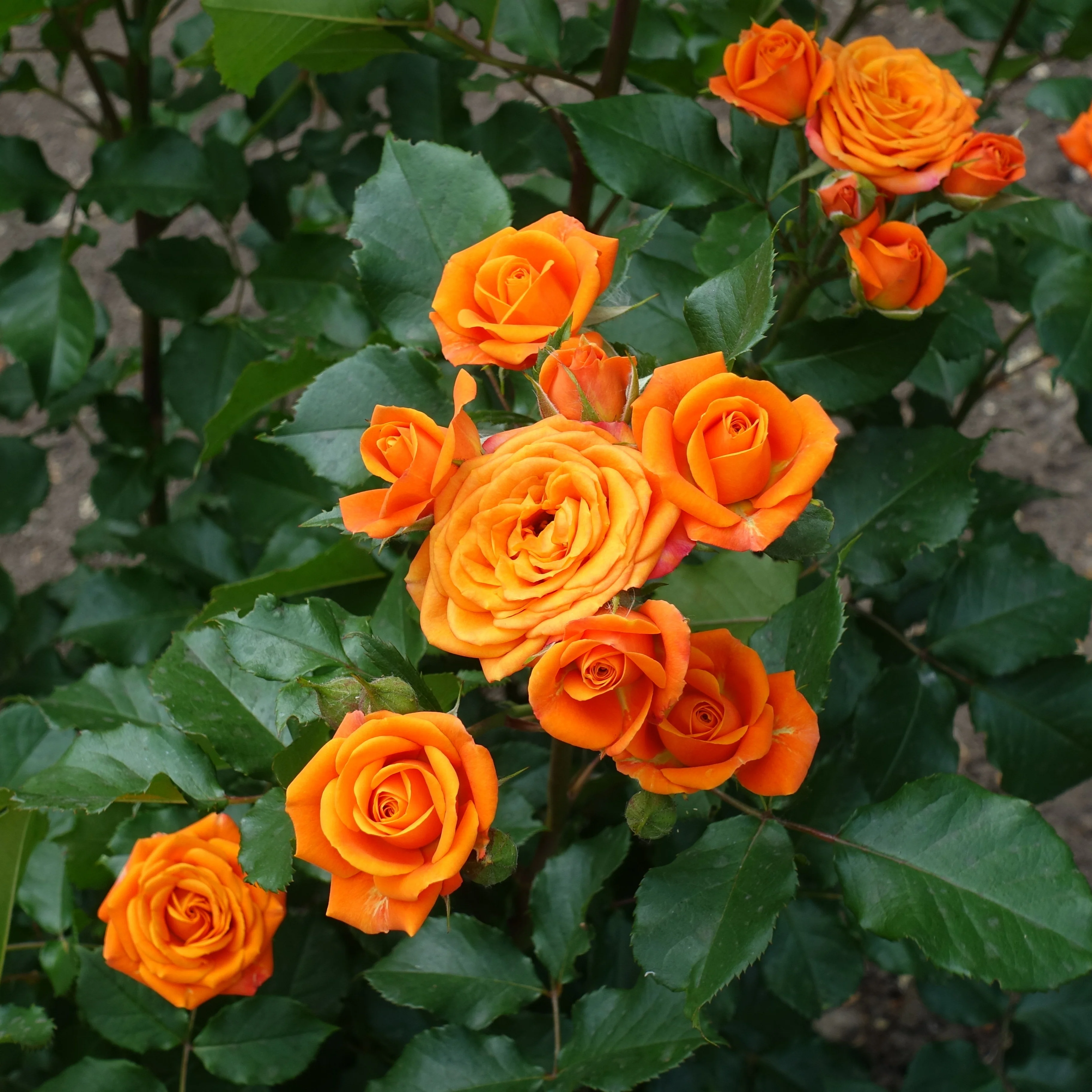 Struikroos - oranje - Image 3