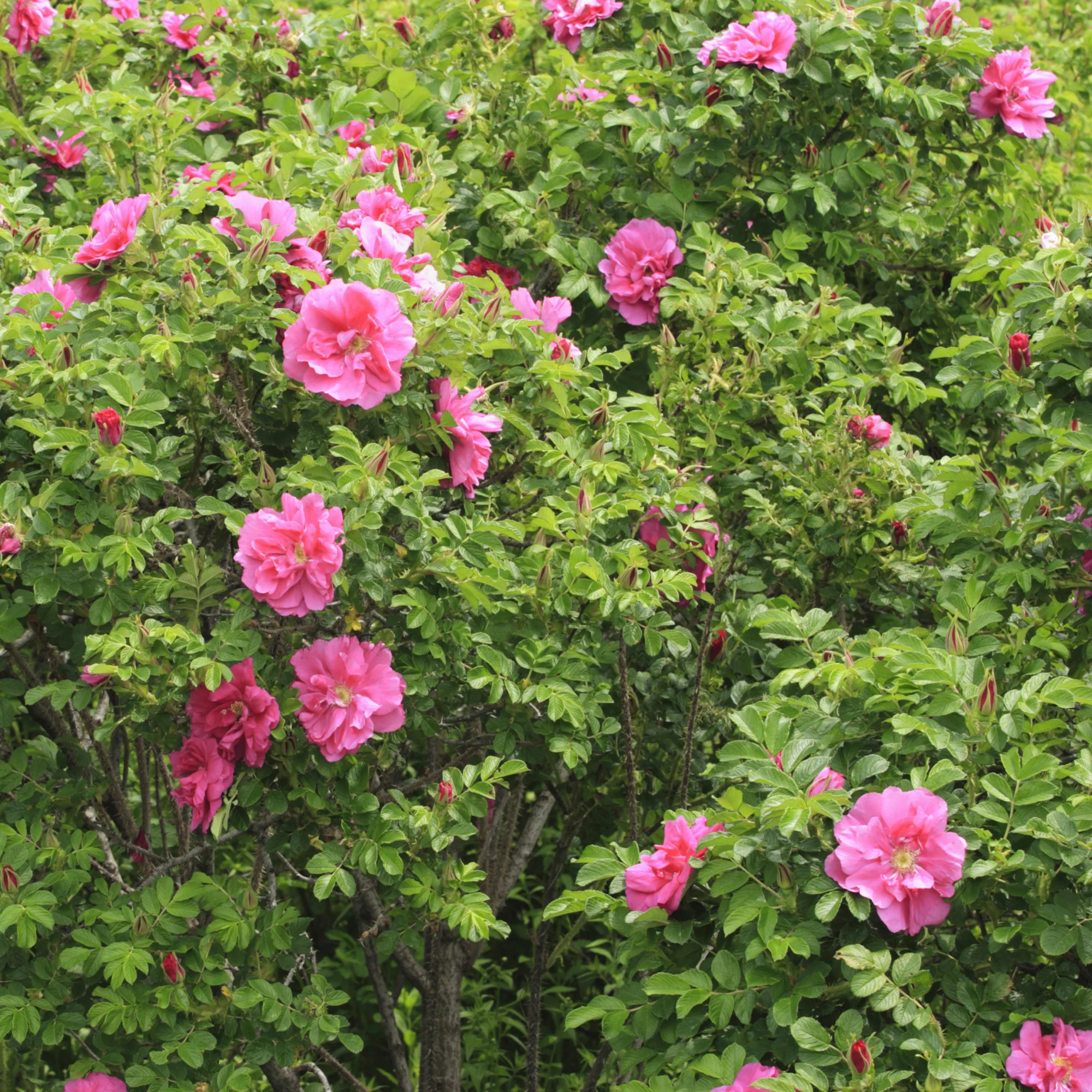 Struikroos Rosa 'Wild Edric'