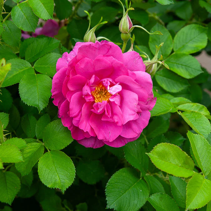 Struikroos Rosa 'Wild Edric' - Image 2