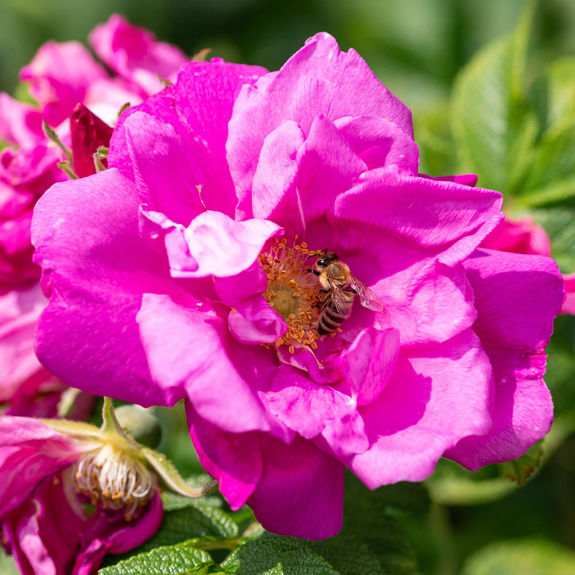 Struikroos Rosa 'Wild Edric' - Image 3