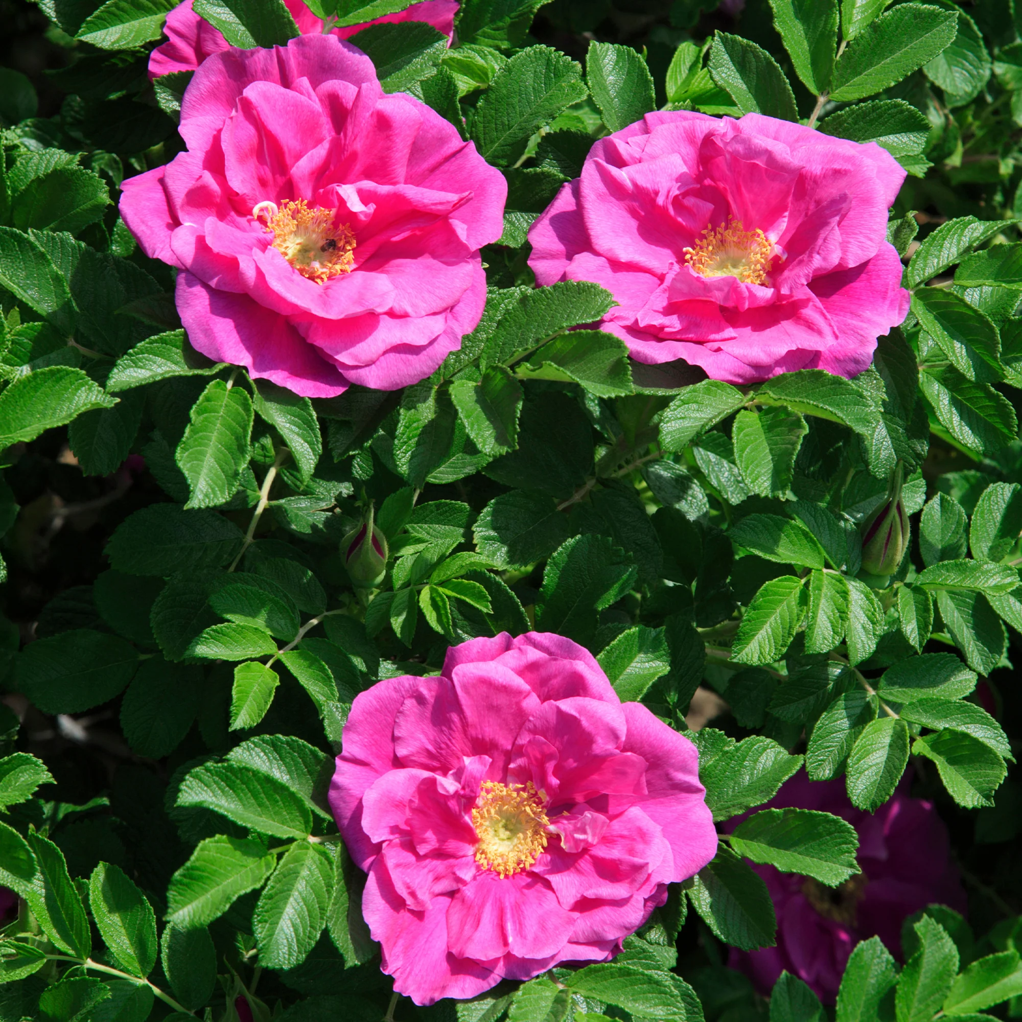 Struikroos Rosa 'Wild Edric' - Image 4