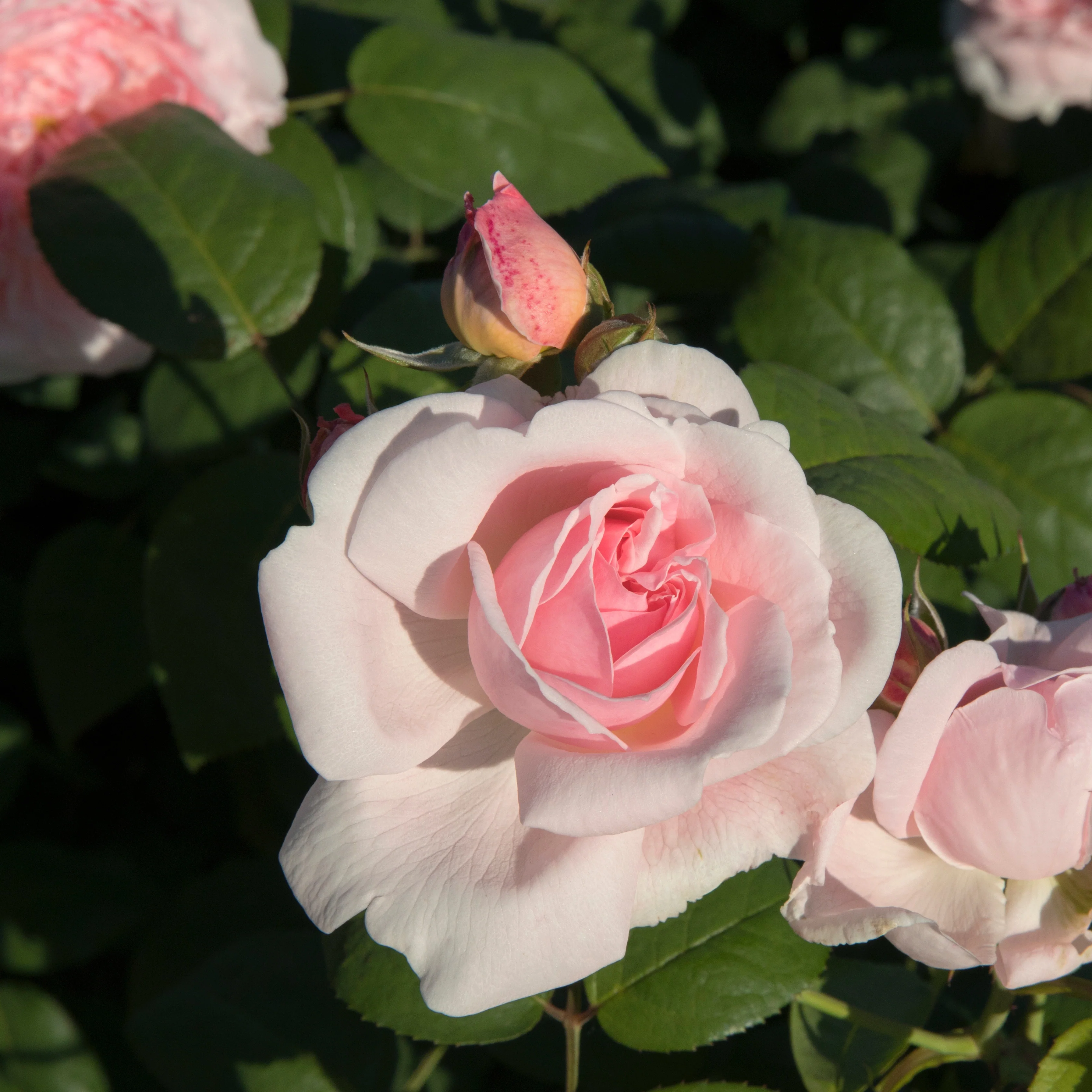 Struikroos - roze