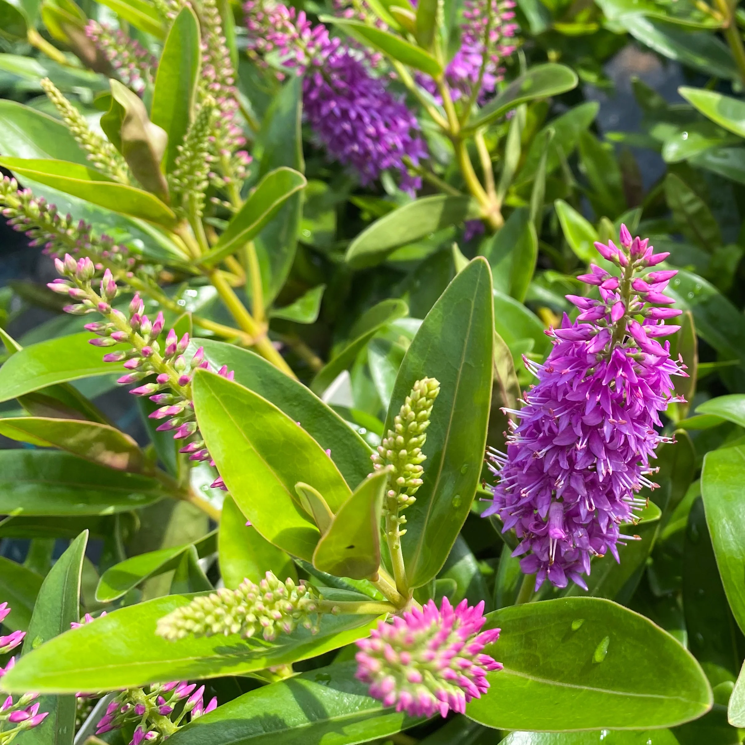 Struikveronica 'Addenda'