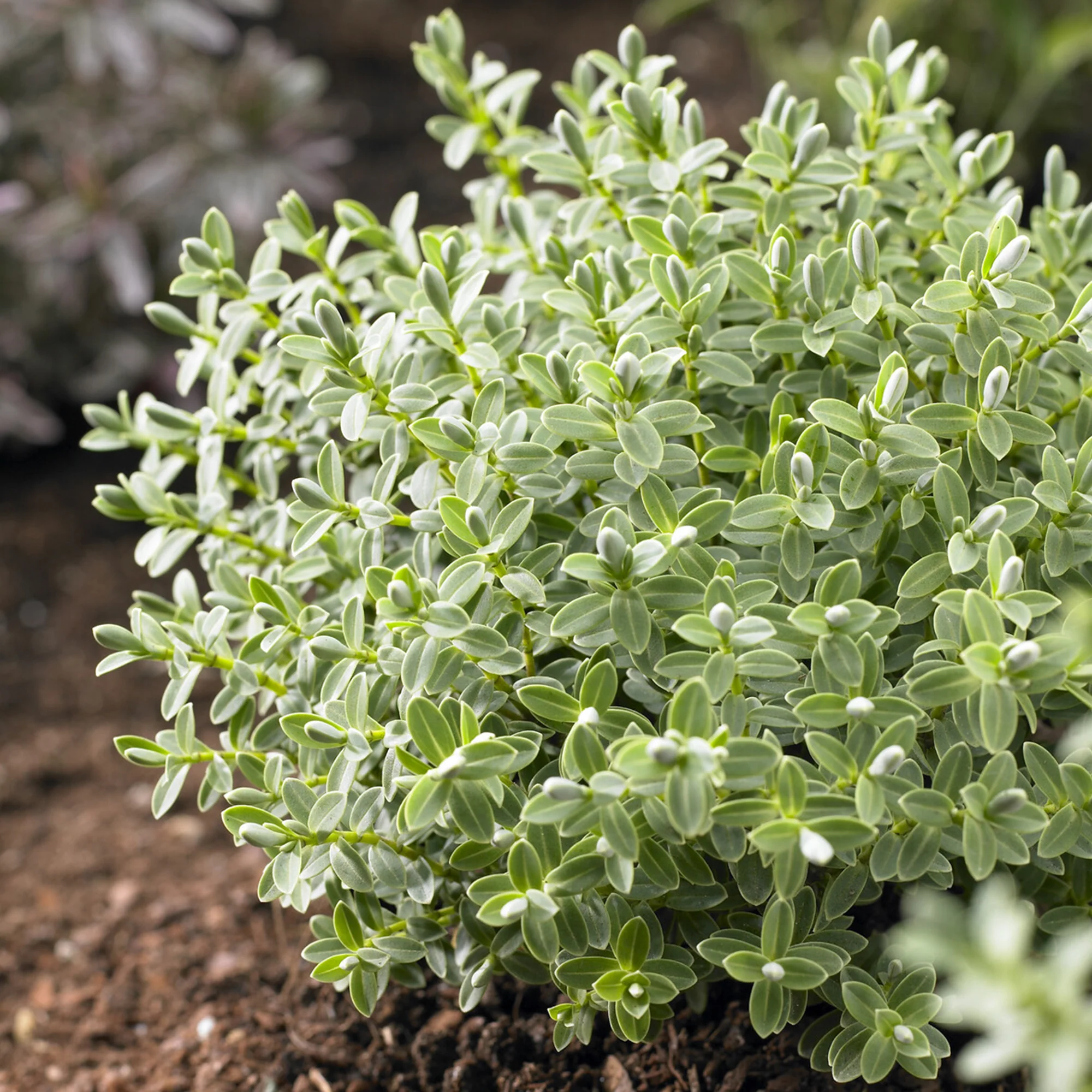Struikveronicastruik Sutherlandii