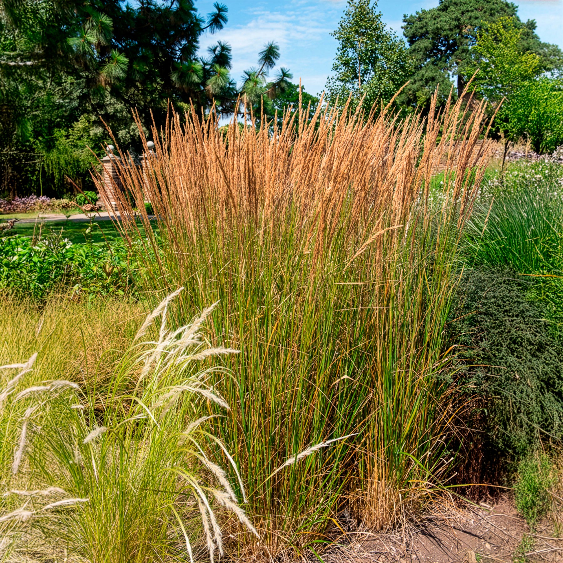 Struisriet 'Karl Foerster'