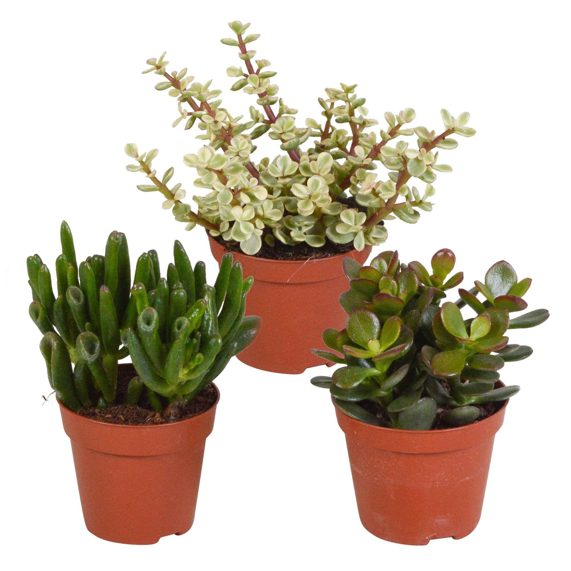 Succulent Crassula Mix (x3)