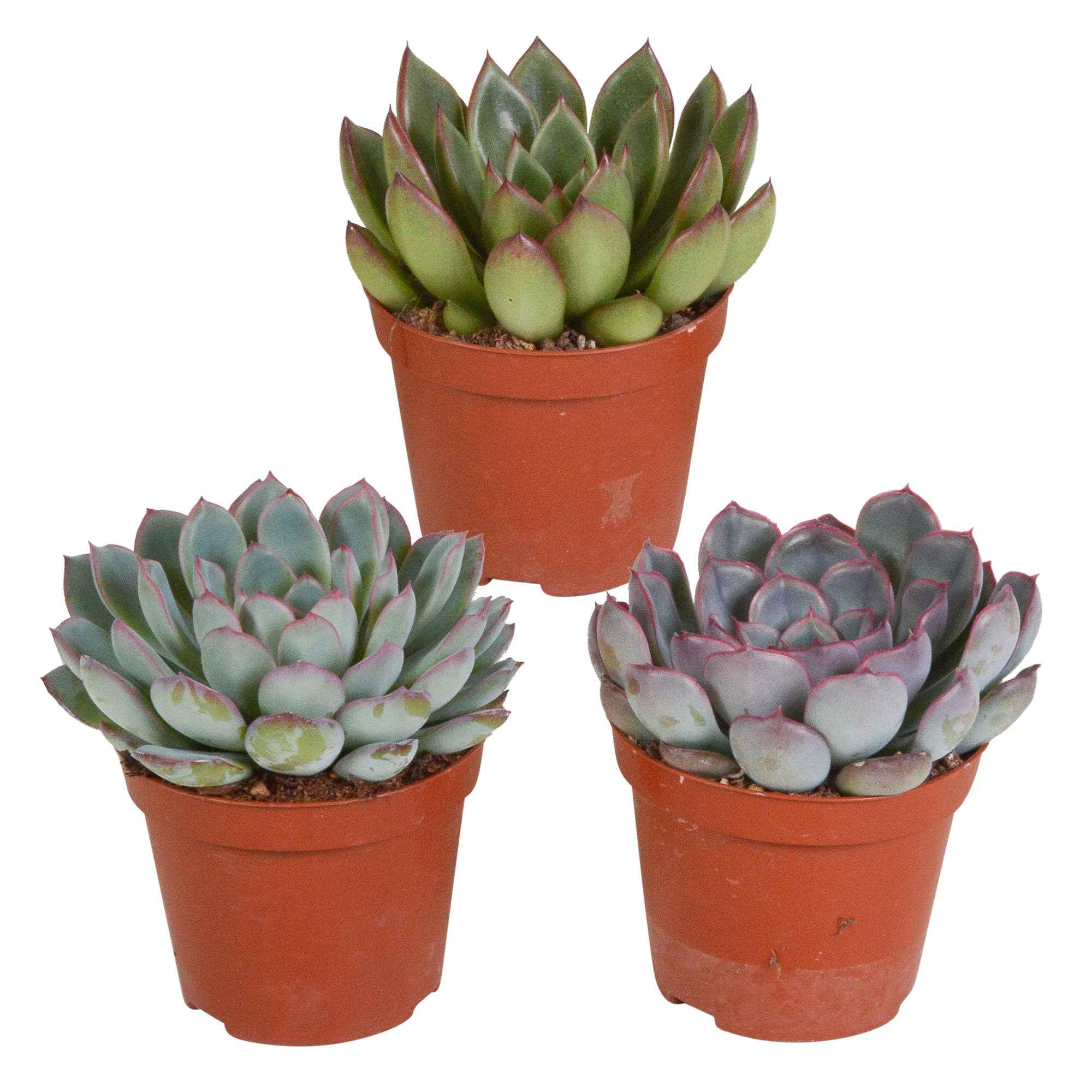 Succulent Echeveria Mix (x3)