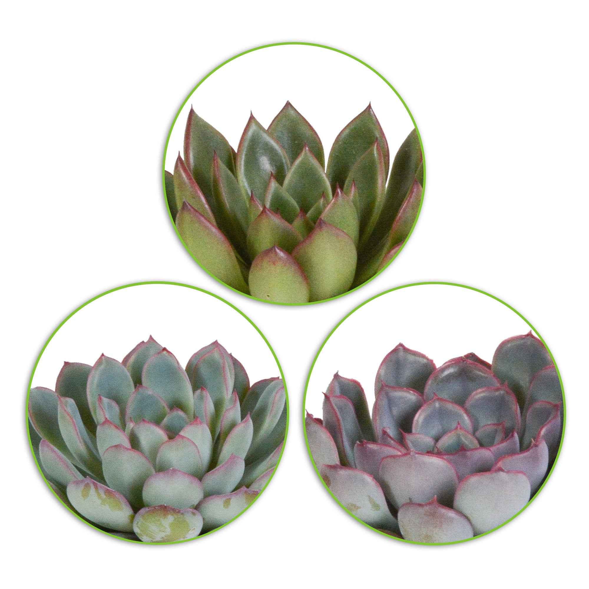 Succulent Echeveria Mix (x3) - Image 2