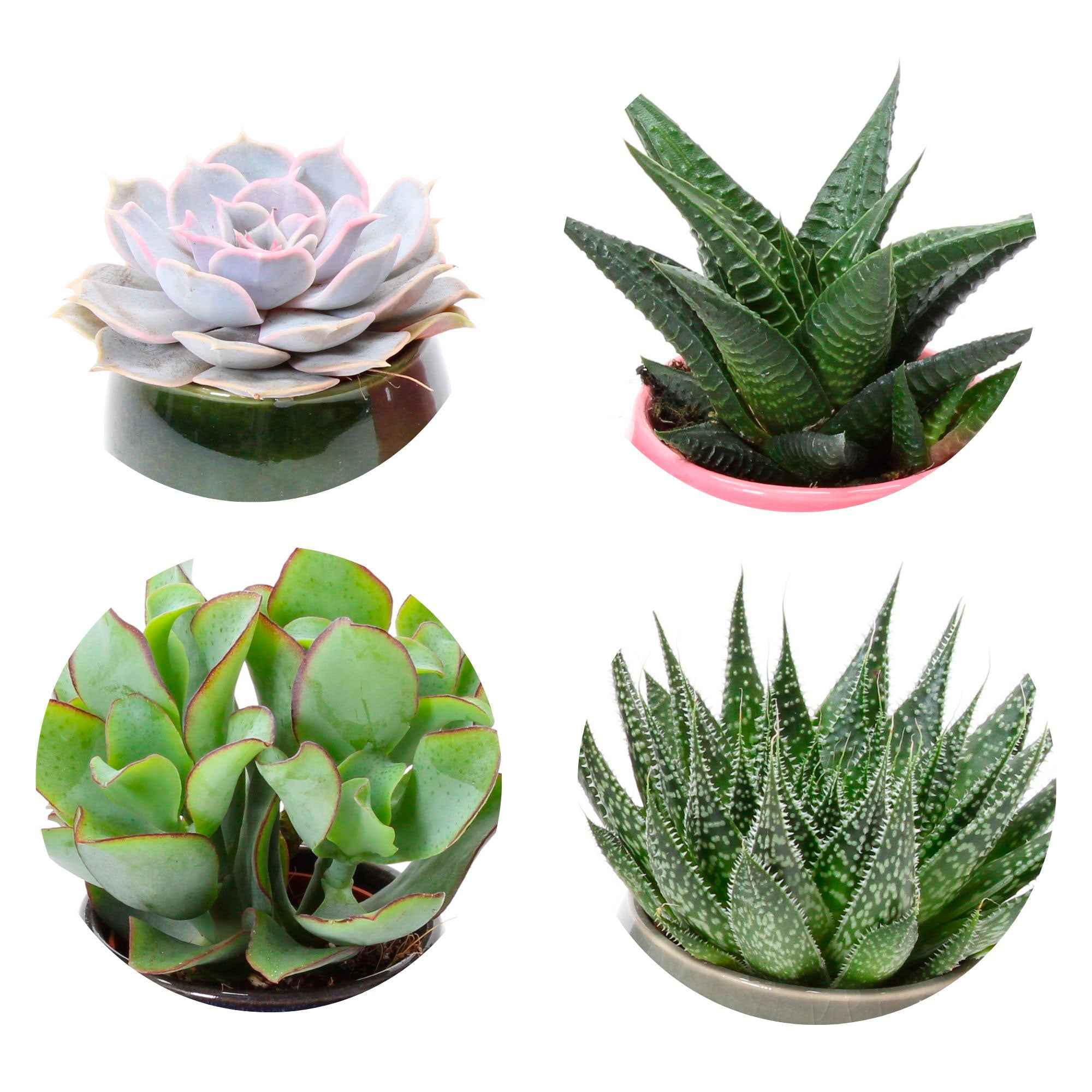 Succulent  Mix (x4)