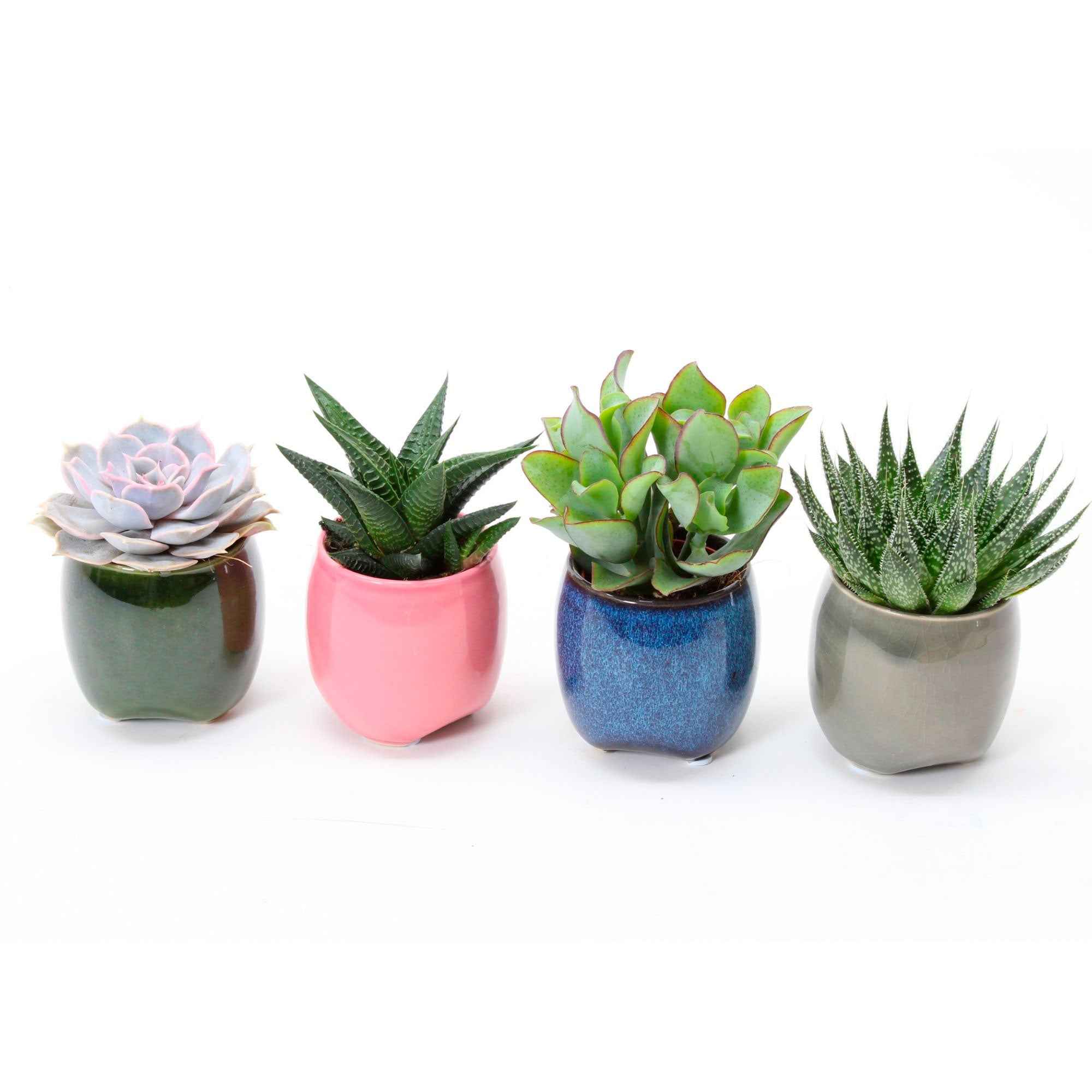 Succulent  Mix (x4) - Image 2