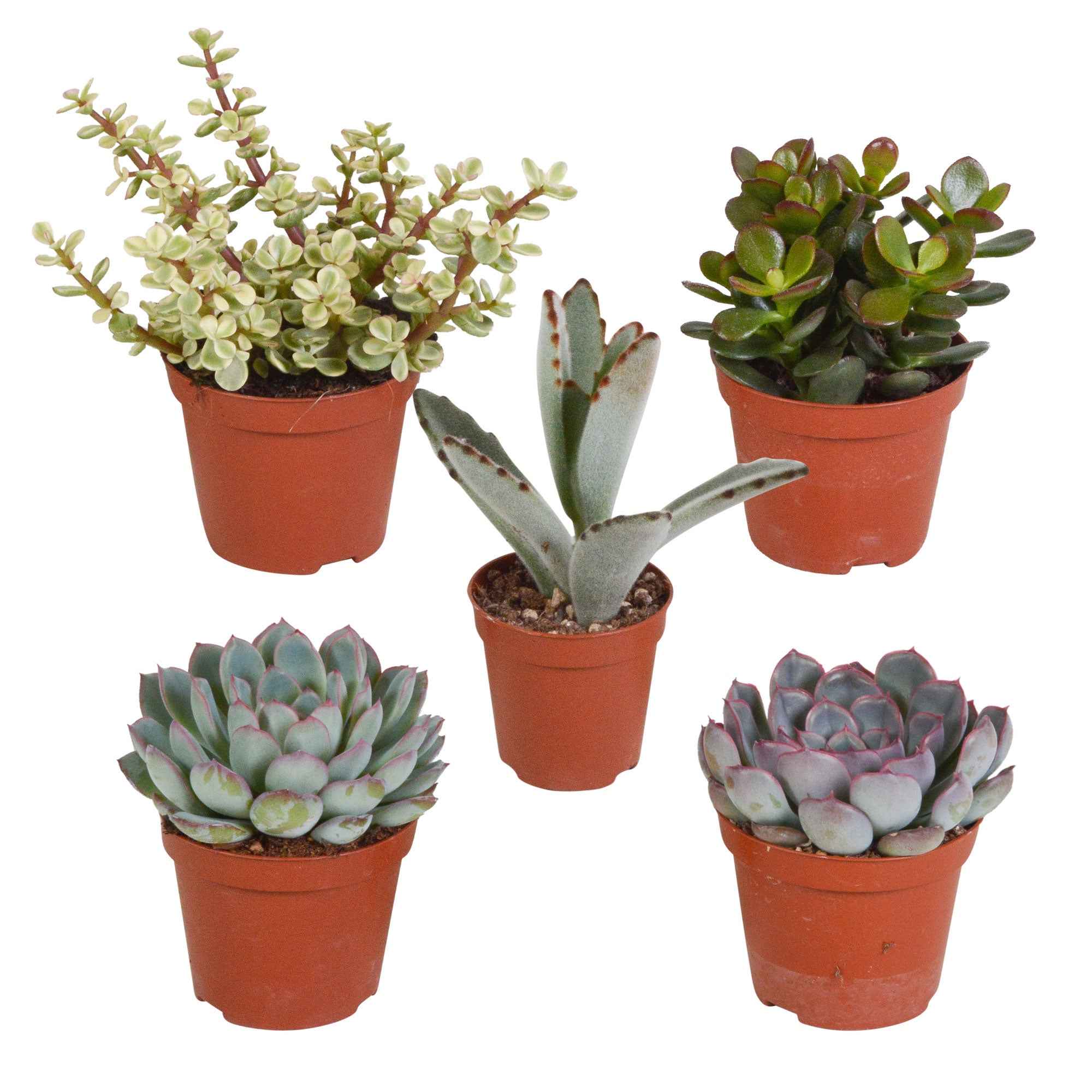 Succulent Mix - Image 2