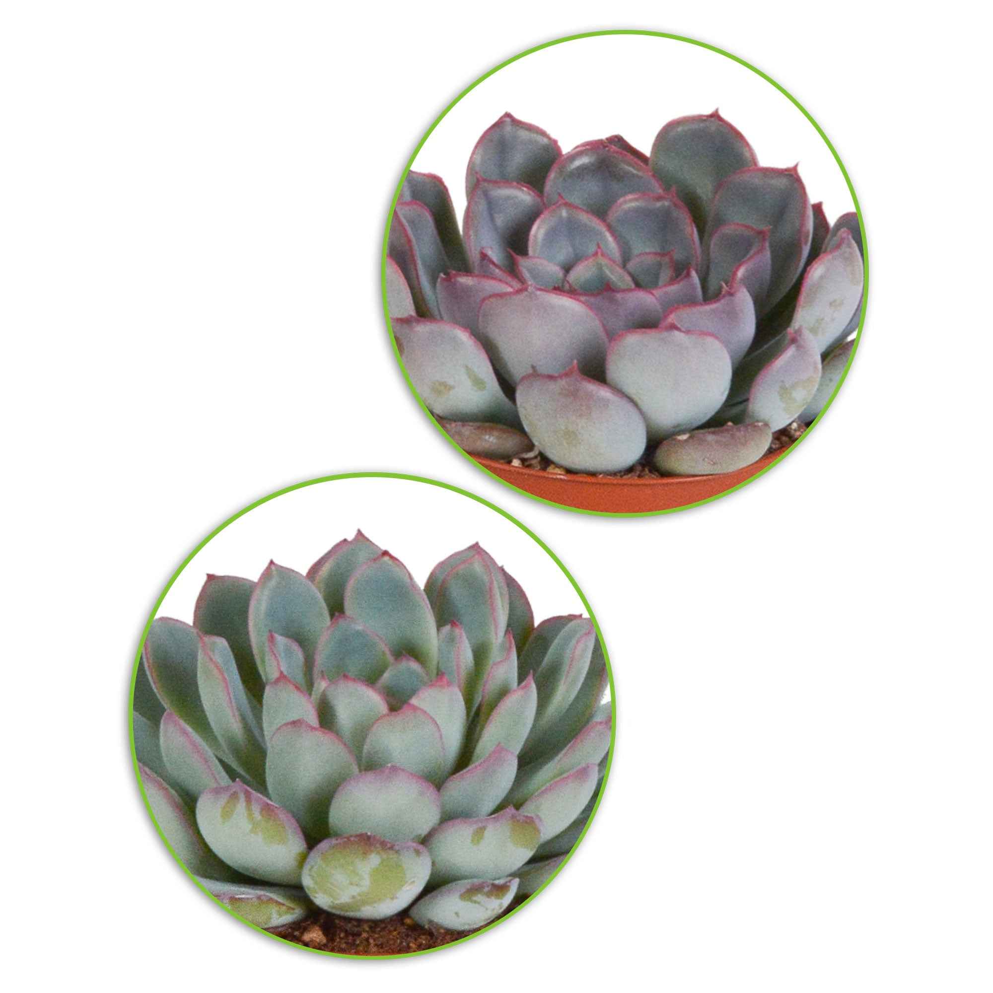 Succulent Mix - Image 3