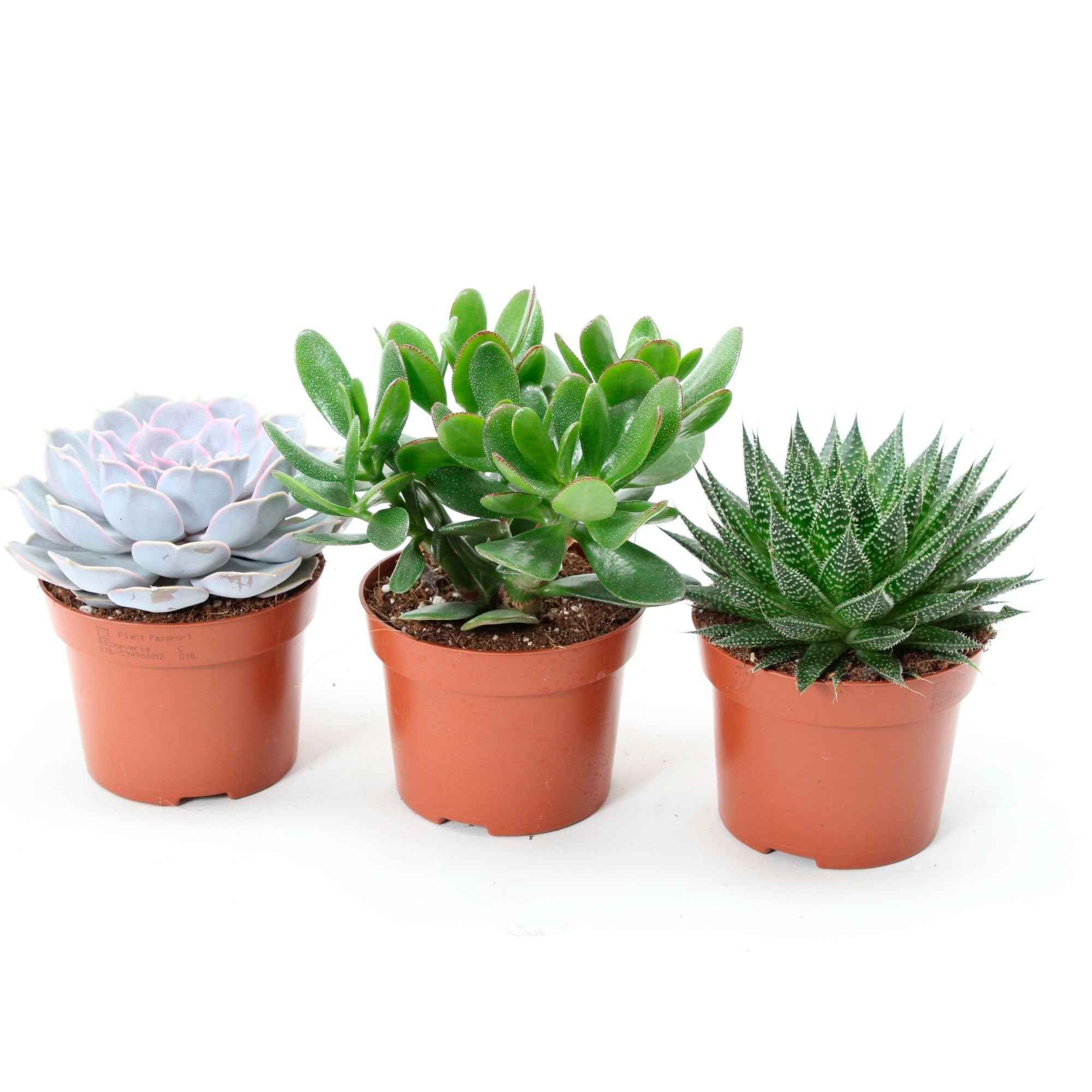 Miniatuur 2