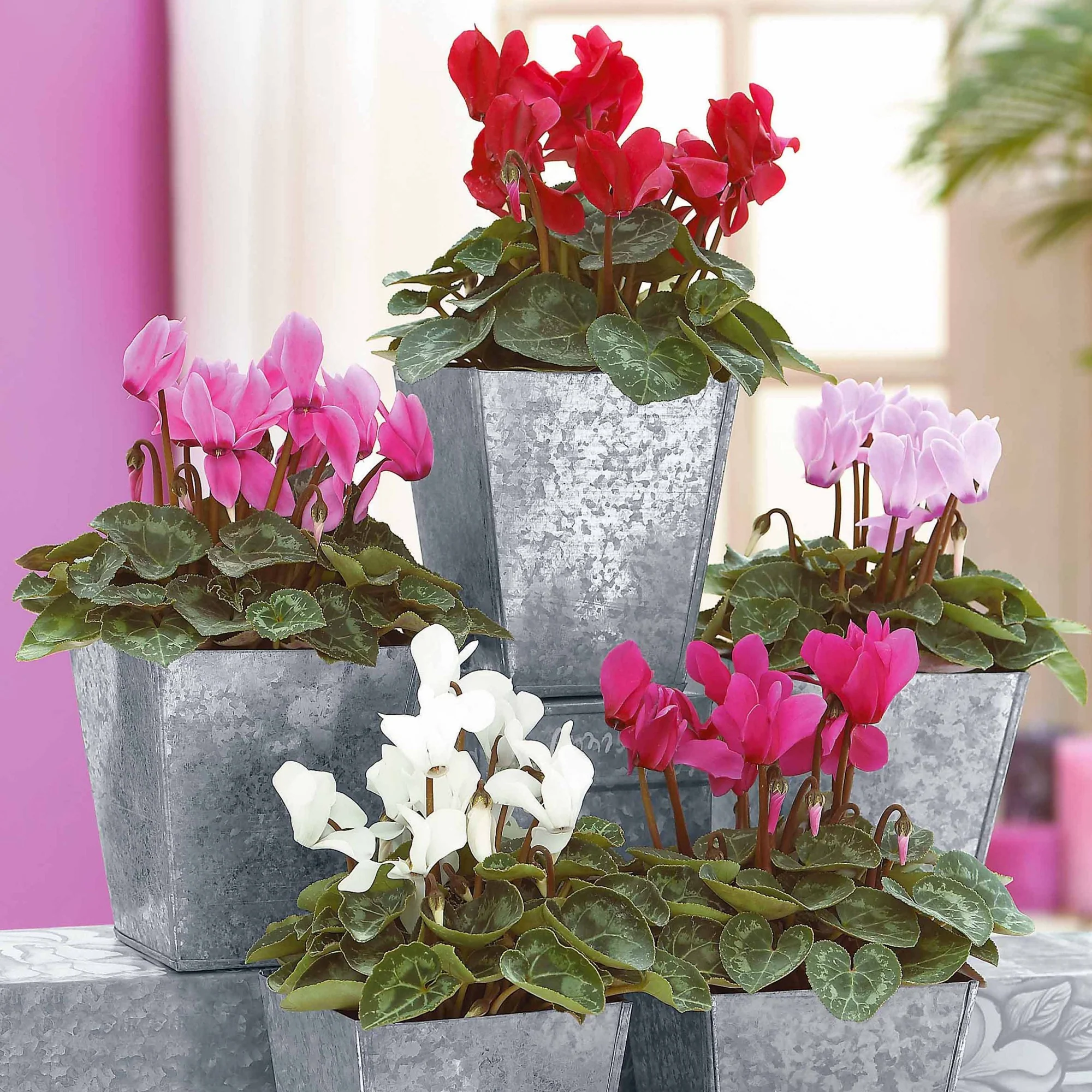 Super serie mini-cyclamen (x3)