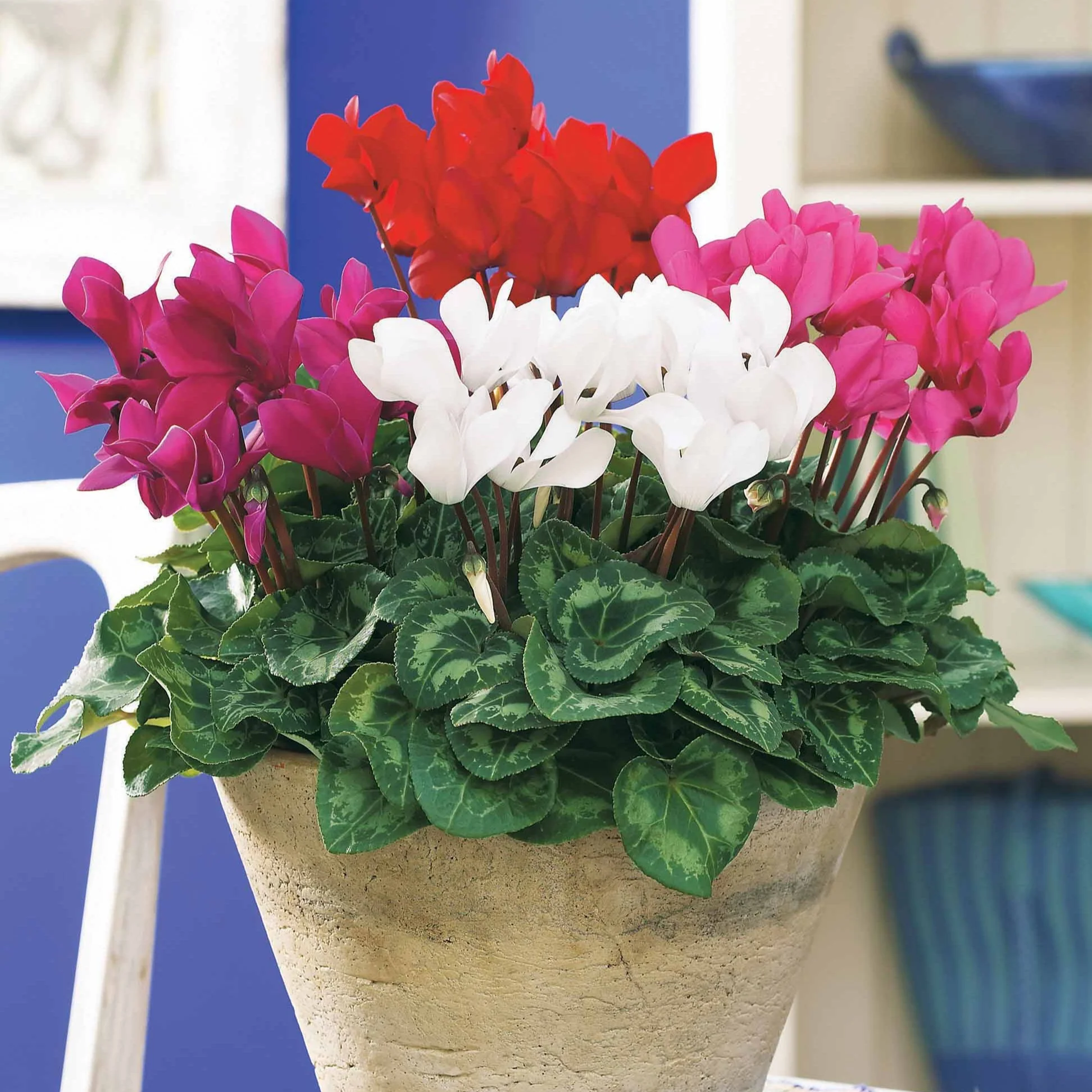 Super serie mini-cyclamen (x3) - Image 2