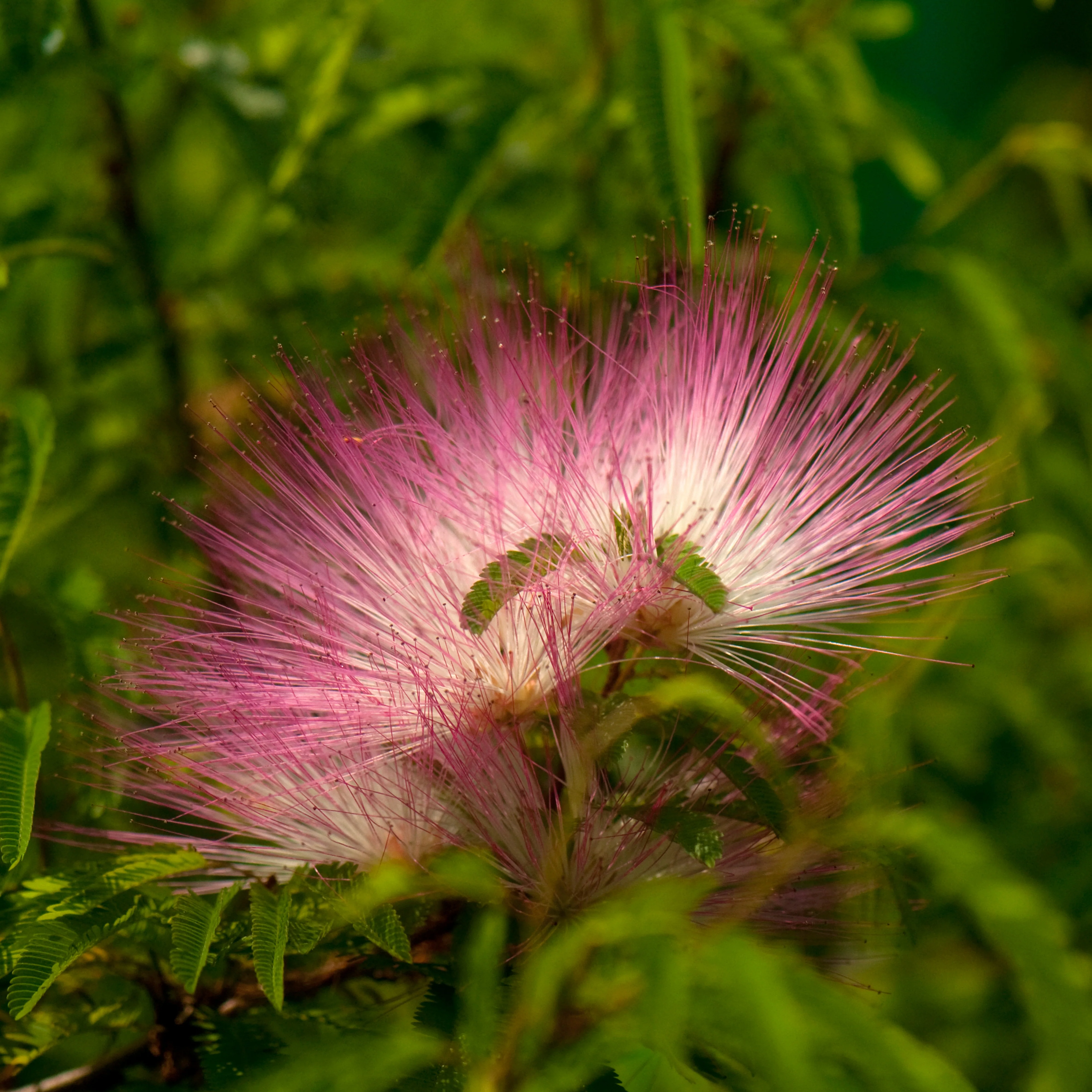 Surinaamse Poederdons op stam - Image 2