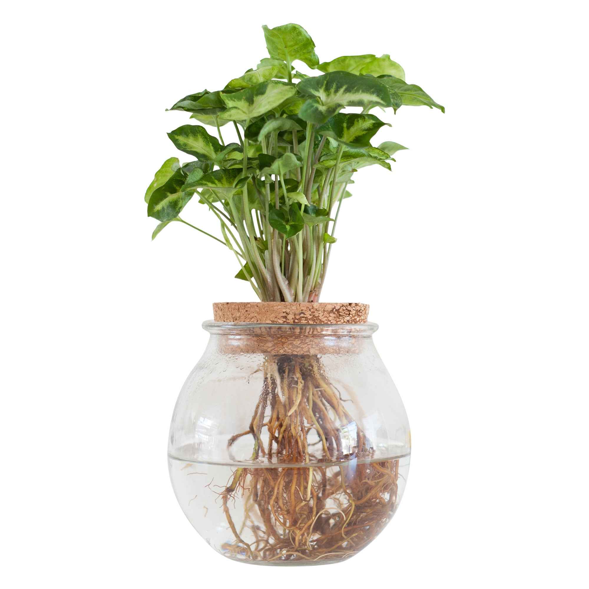 Miniatuur 2