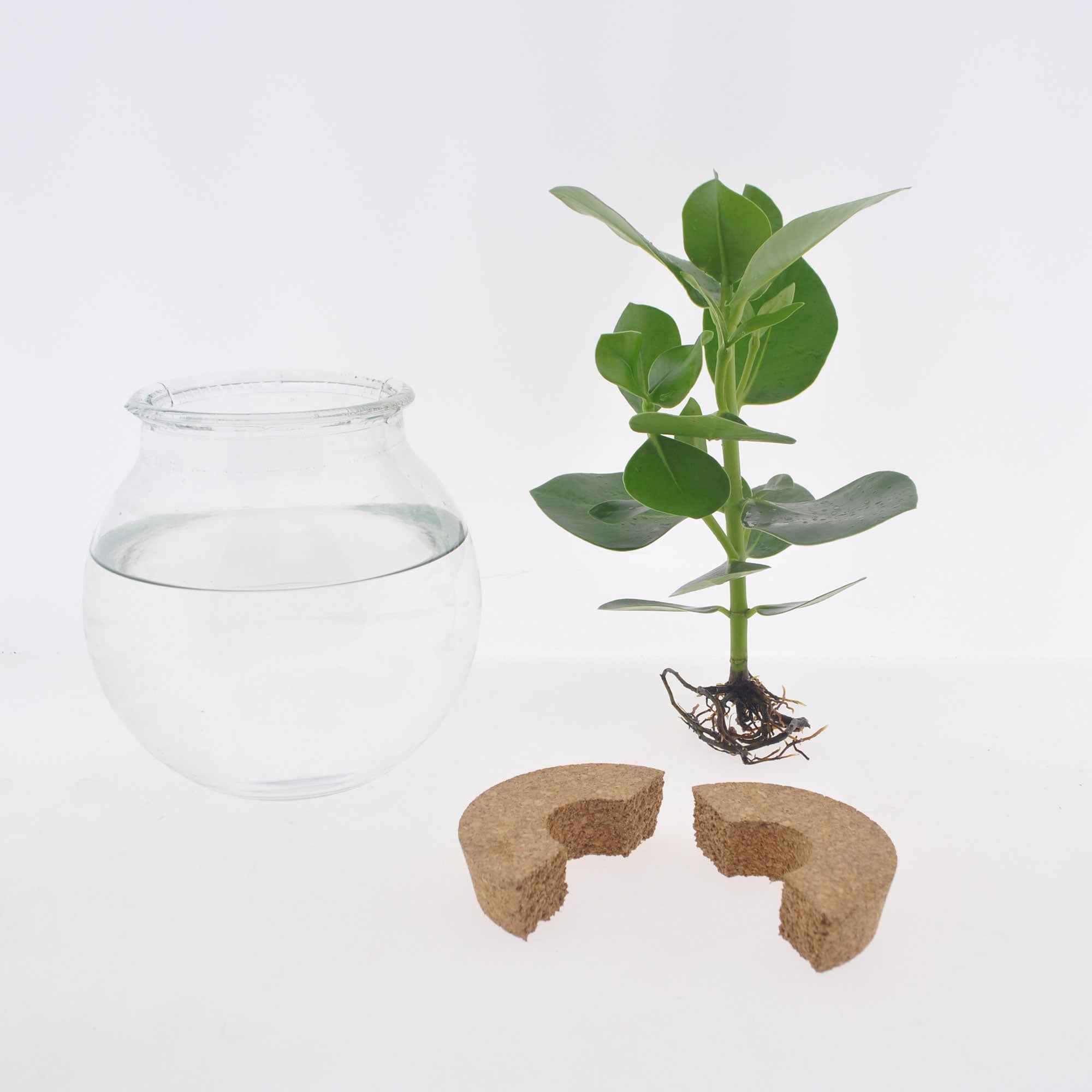 Syngonium in Bolglas - Hydroponie - Image 4